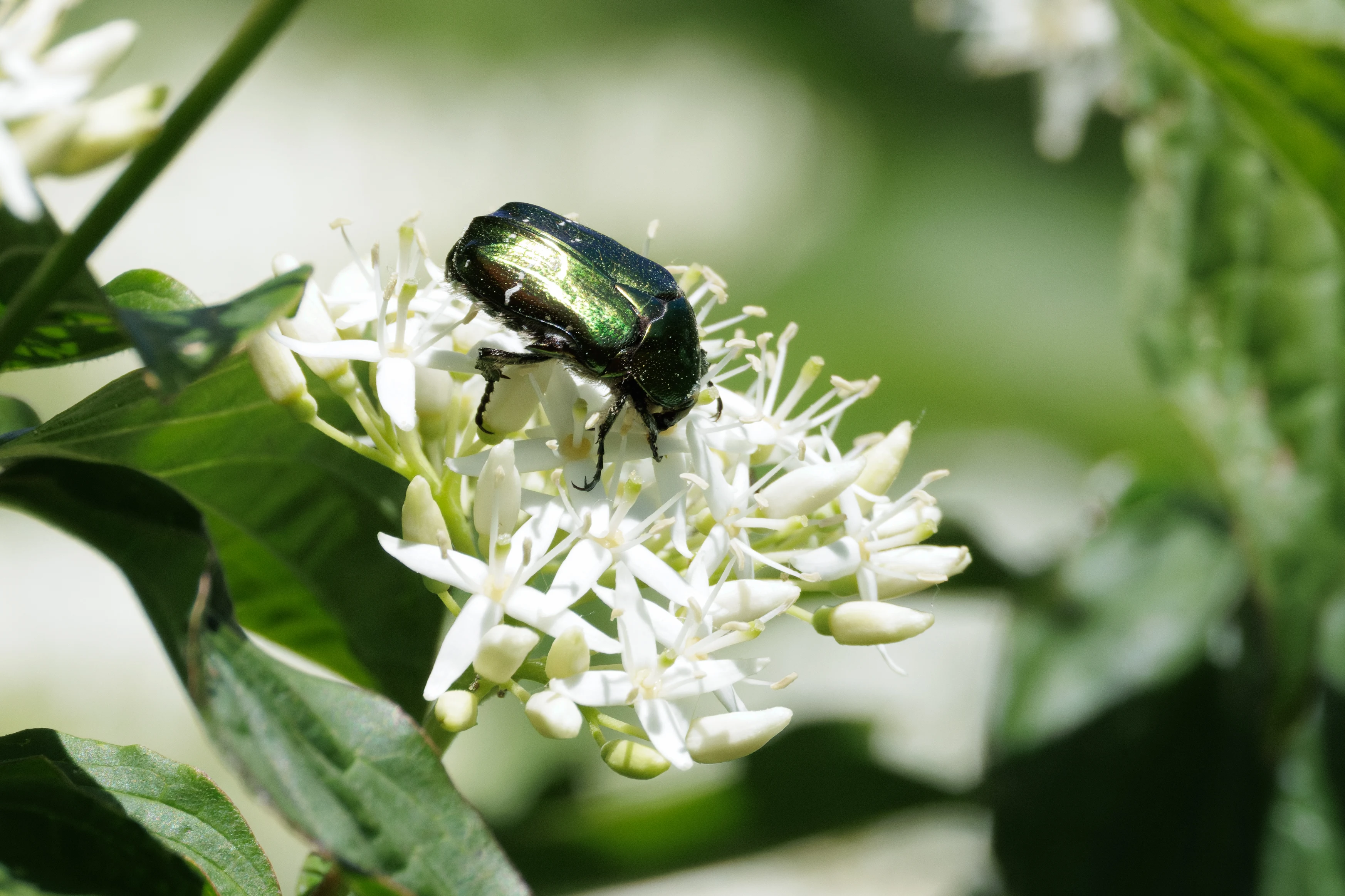 Rose Chafer Beetle, Romanian Steppe, Romania — photo by Orlando Prugel-Bennett