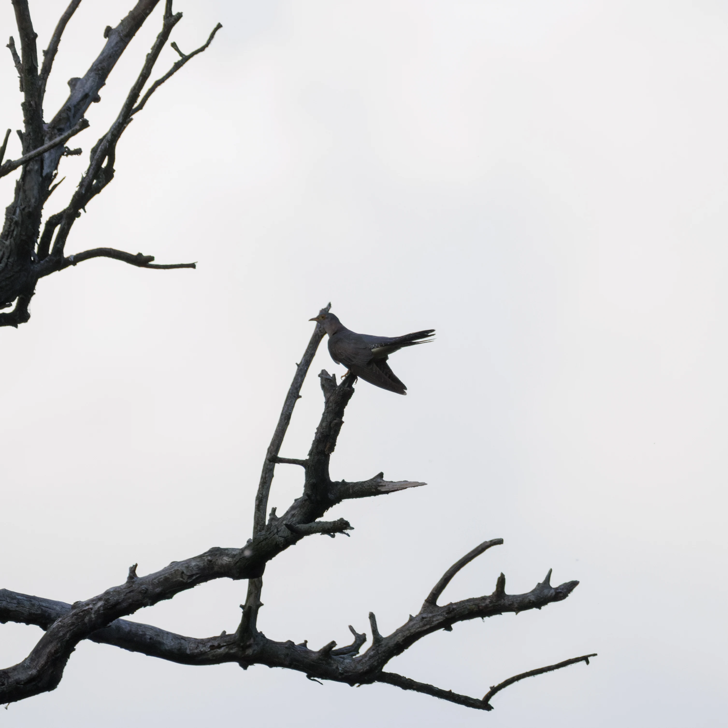 Common Cuckoo, Danube Delta, Romania — photo by Orlando Prugel-Bennett