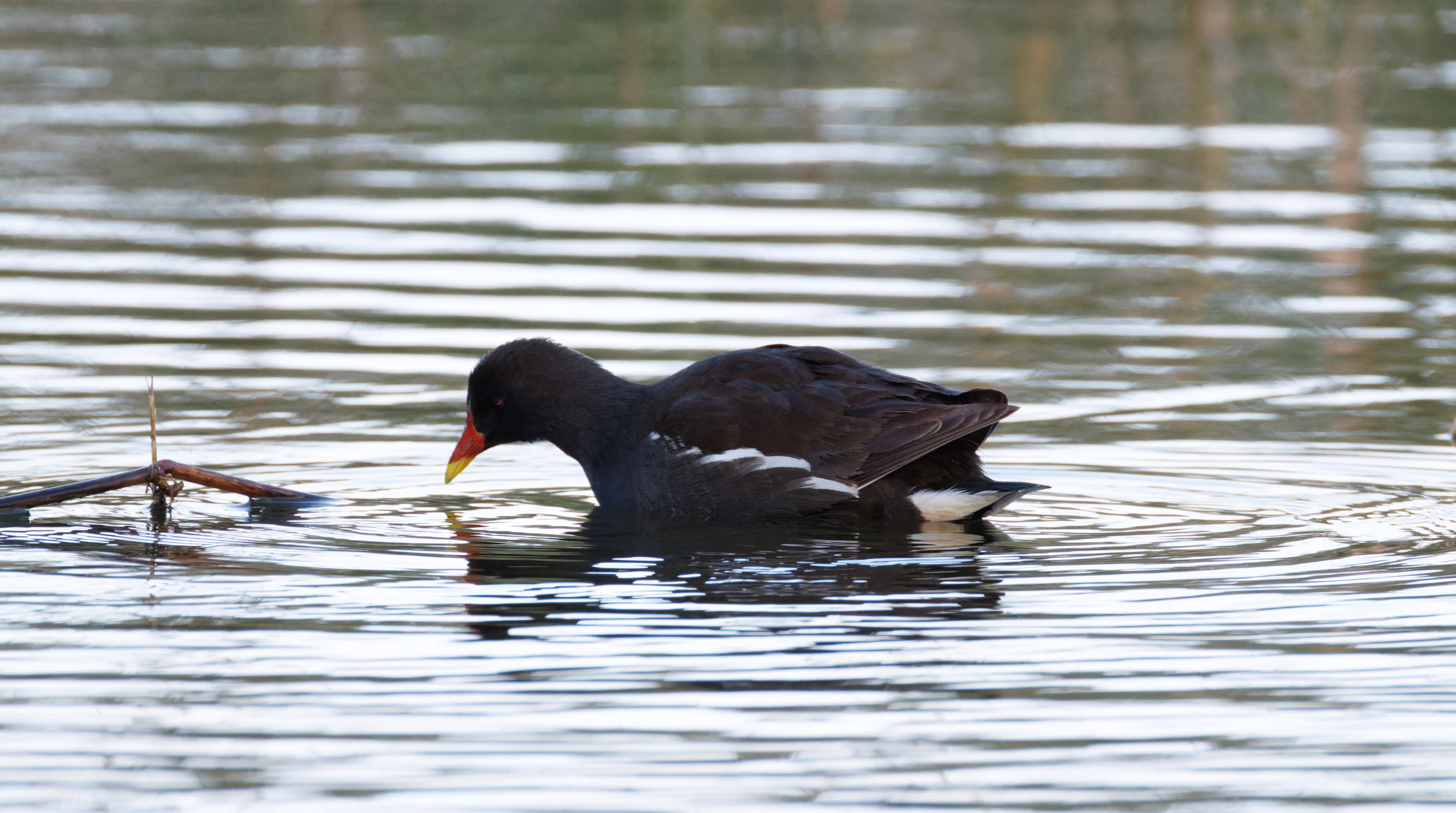 Common Moorhen, Clot de Galvany, Alicante, Spain — photo by Orlando Prugel-Bennett