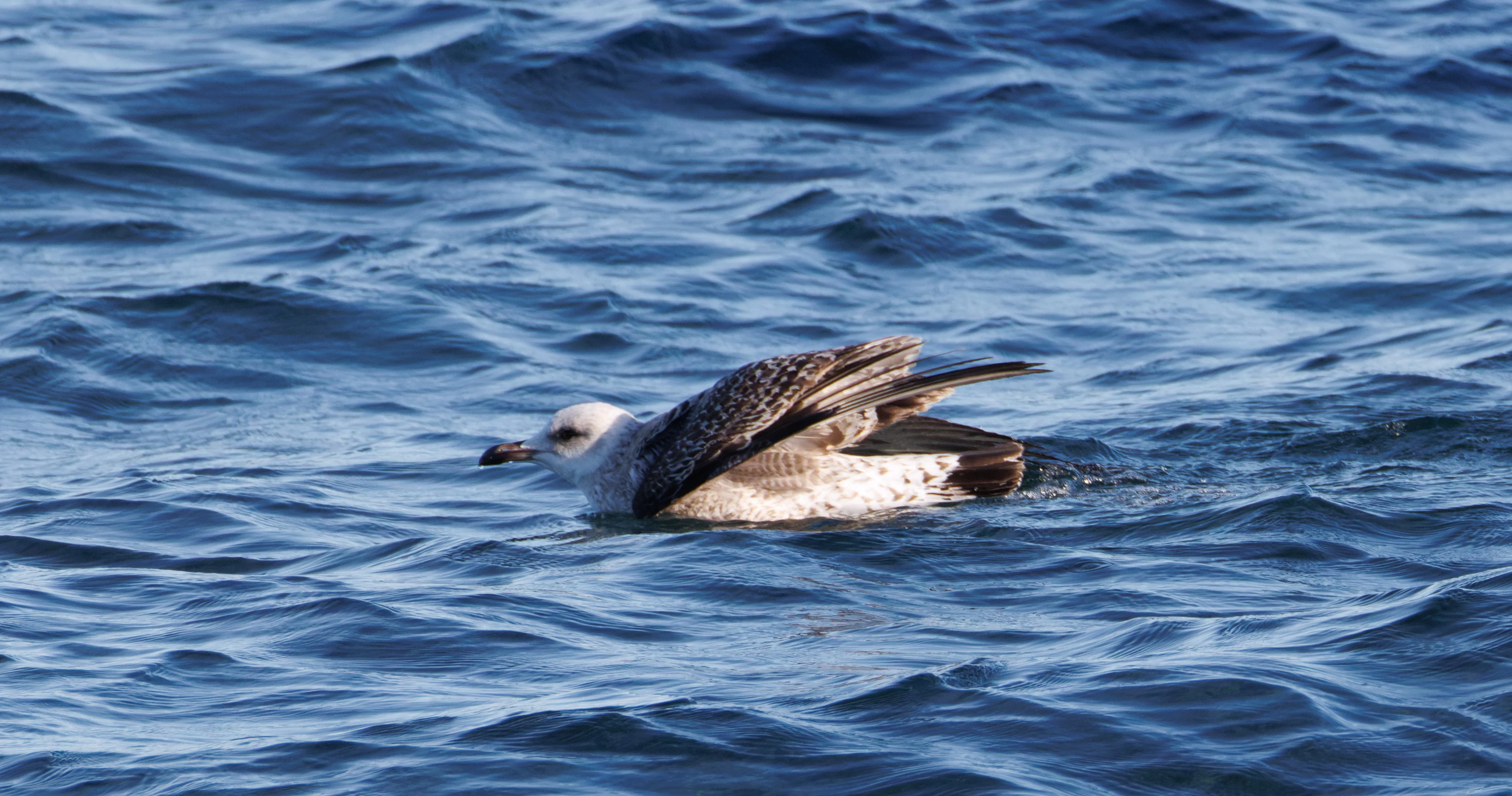 Gull, Tabarca, Alicante, Spain — photo by Orlando Prugel-Bennett