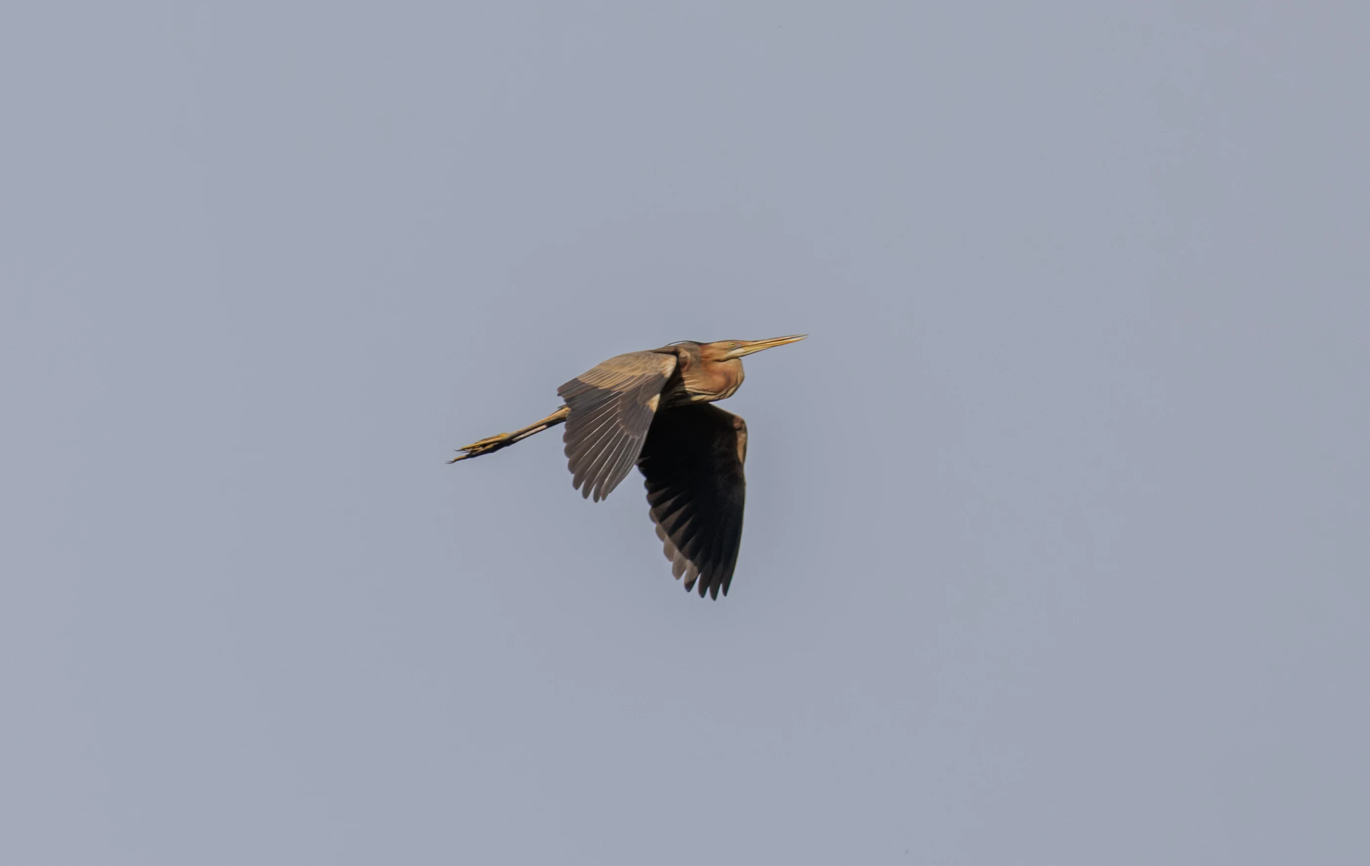 Purple Heron in flight, Danube Delta, Romania — photo by Orlando Prugel-Bennett
