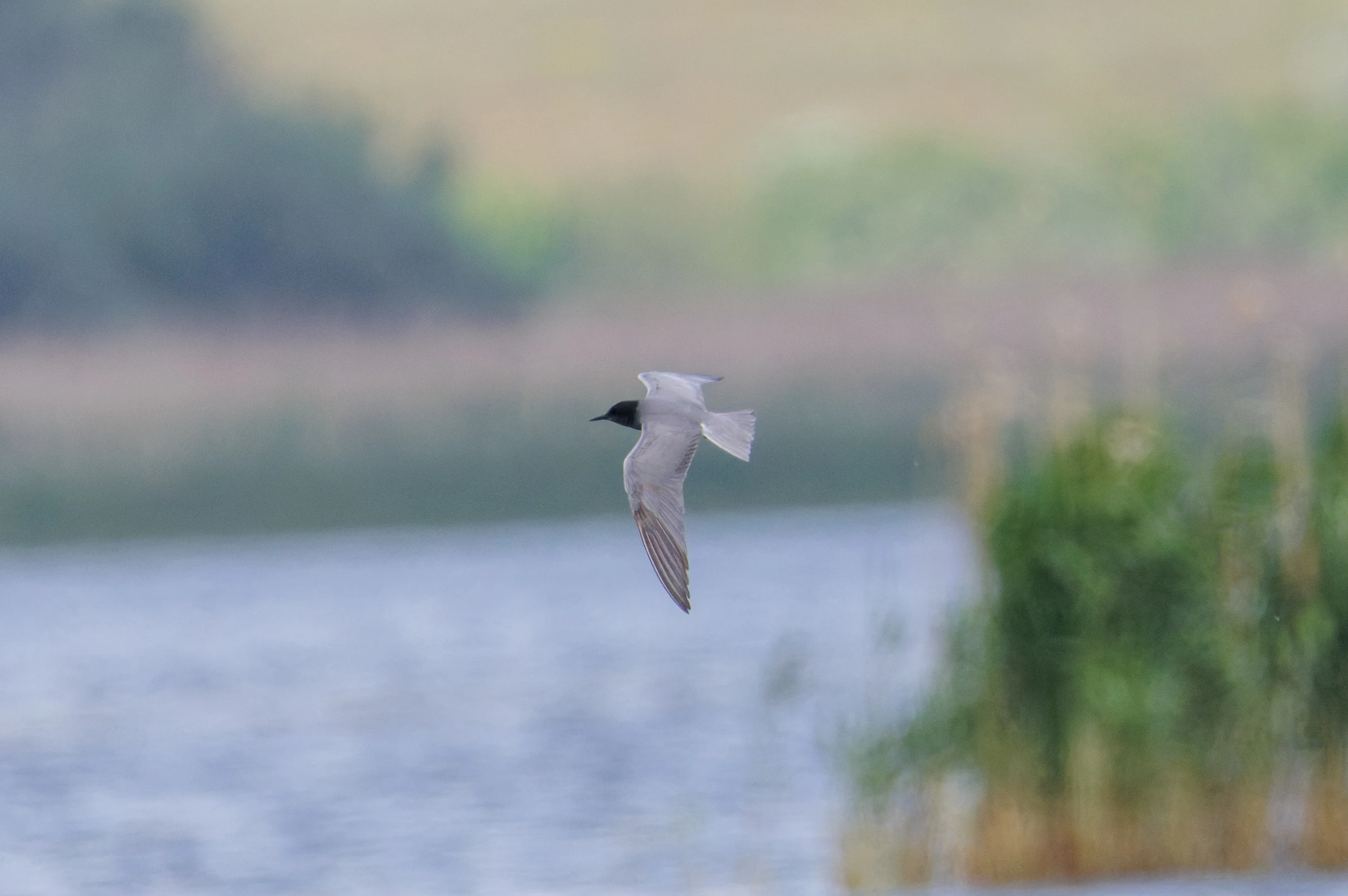 Black Tern, Romania — photo by Orlando Prugel-Bennett