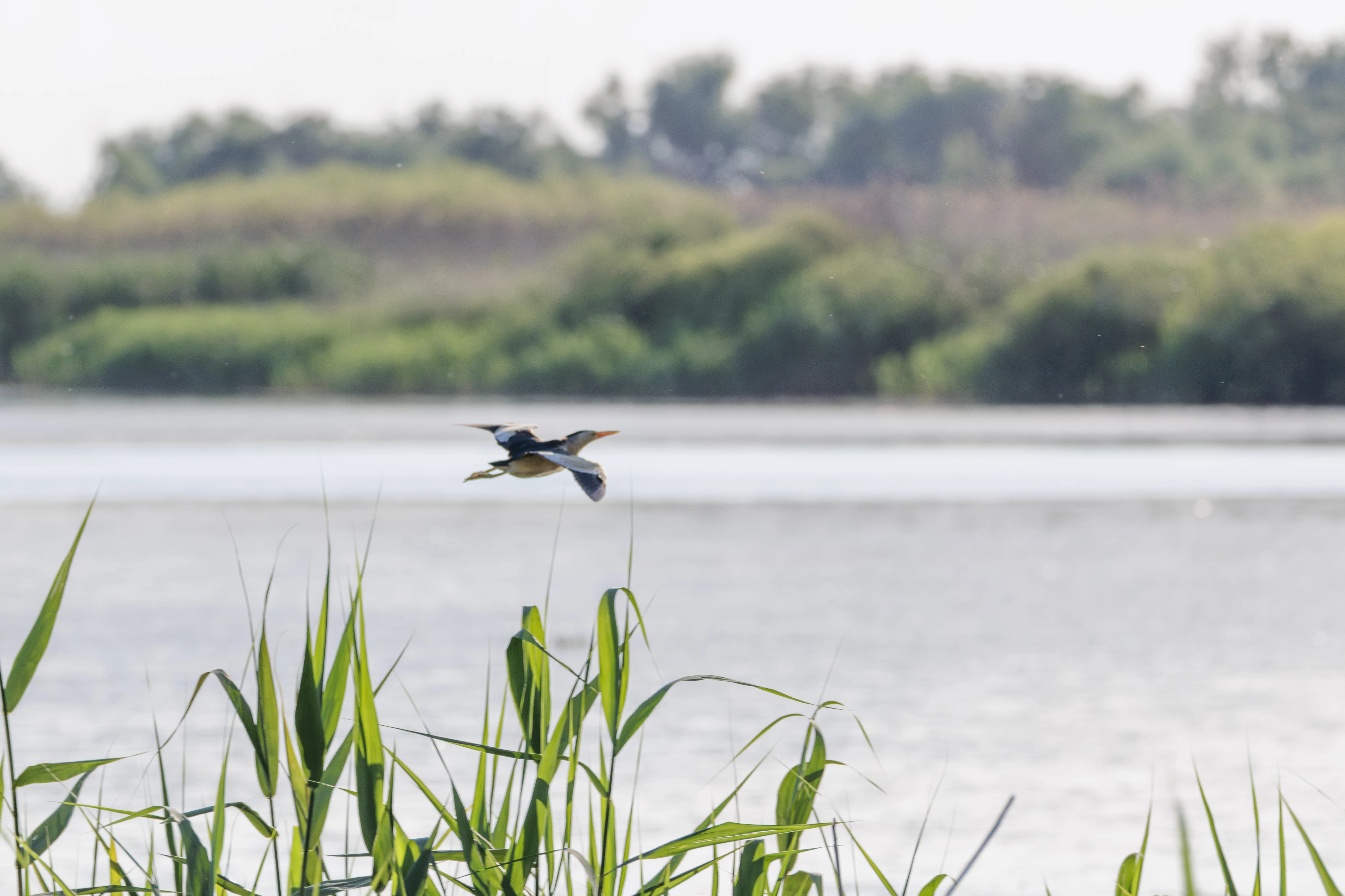 Little Bittern in flight, Danube Delta, Romania — photo by Orlando Prugel-Bennett