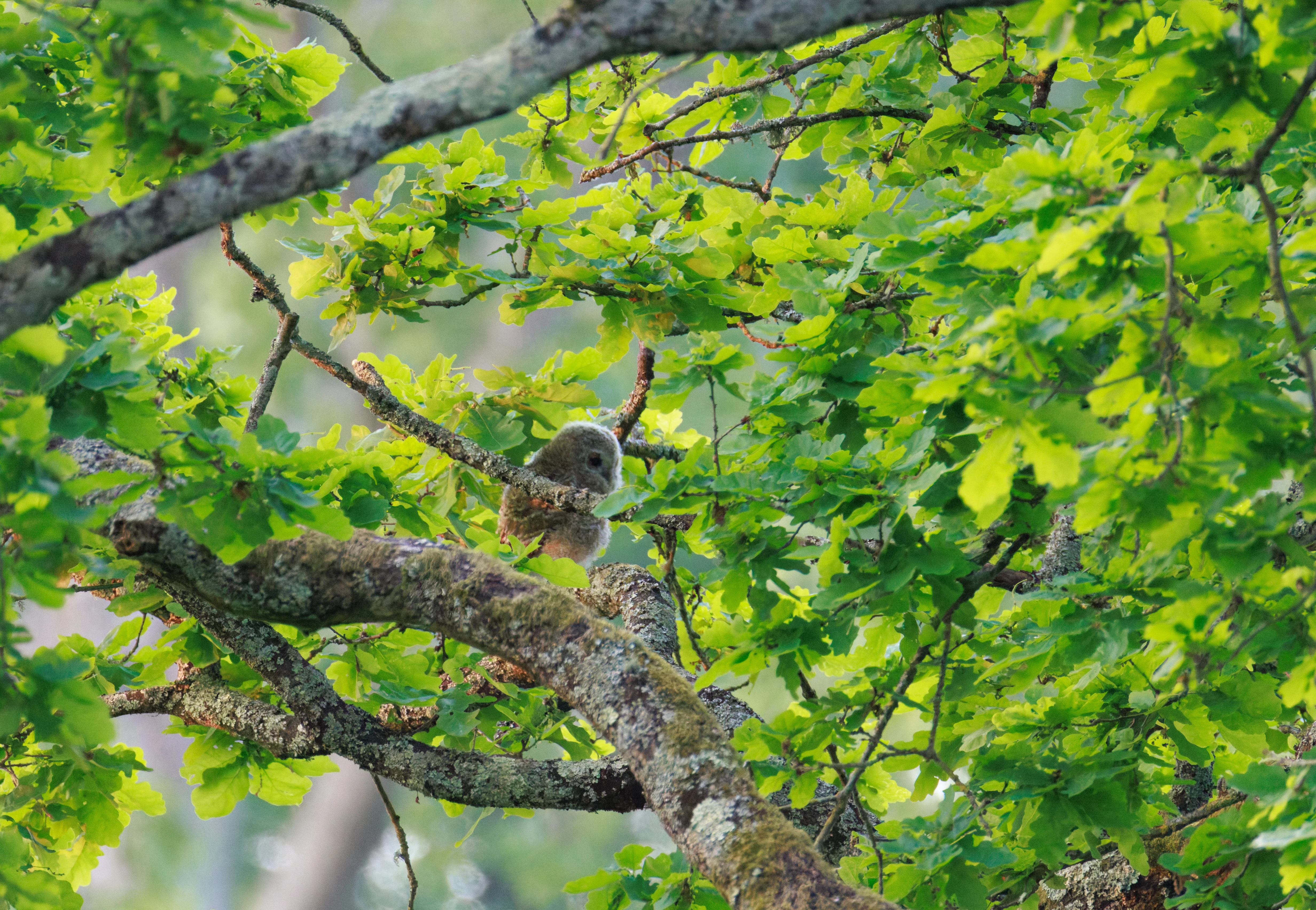 Tawny Owl chick, Fishlake Meadows, Hampshire, UK — photo by Orlando Prugel-Bennett