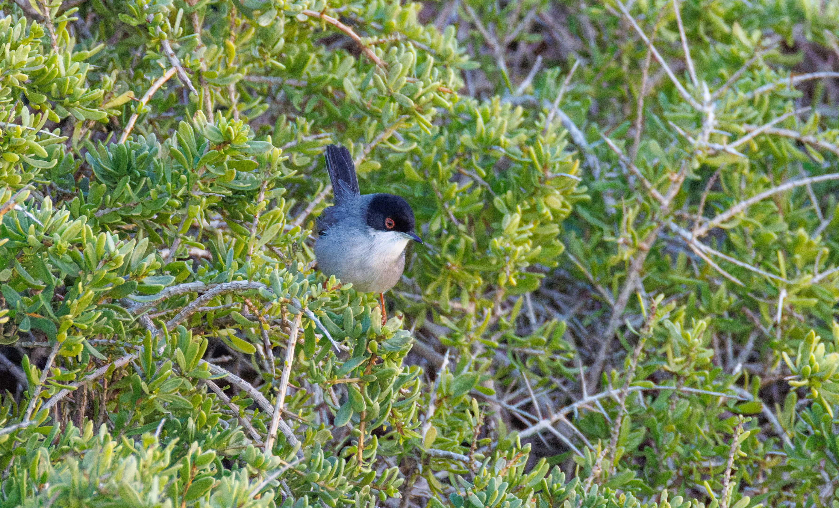 Sardinian Warbler, Tabarca, Alicante, Spain — photo by Orlando Prugel-Bennett