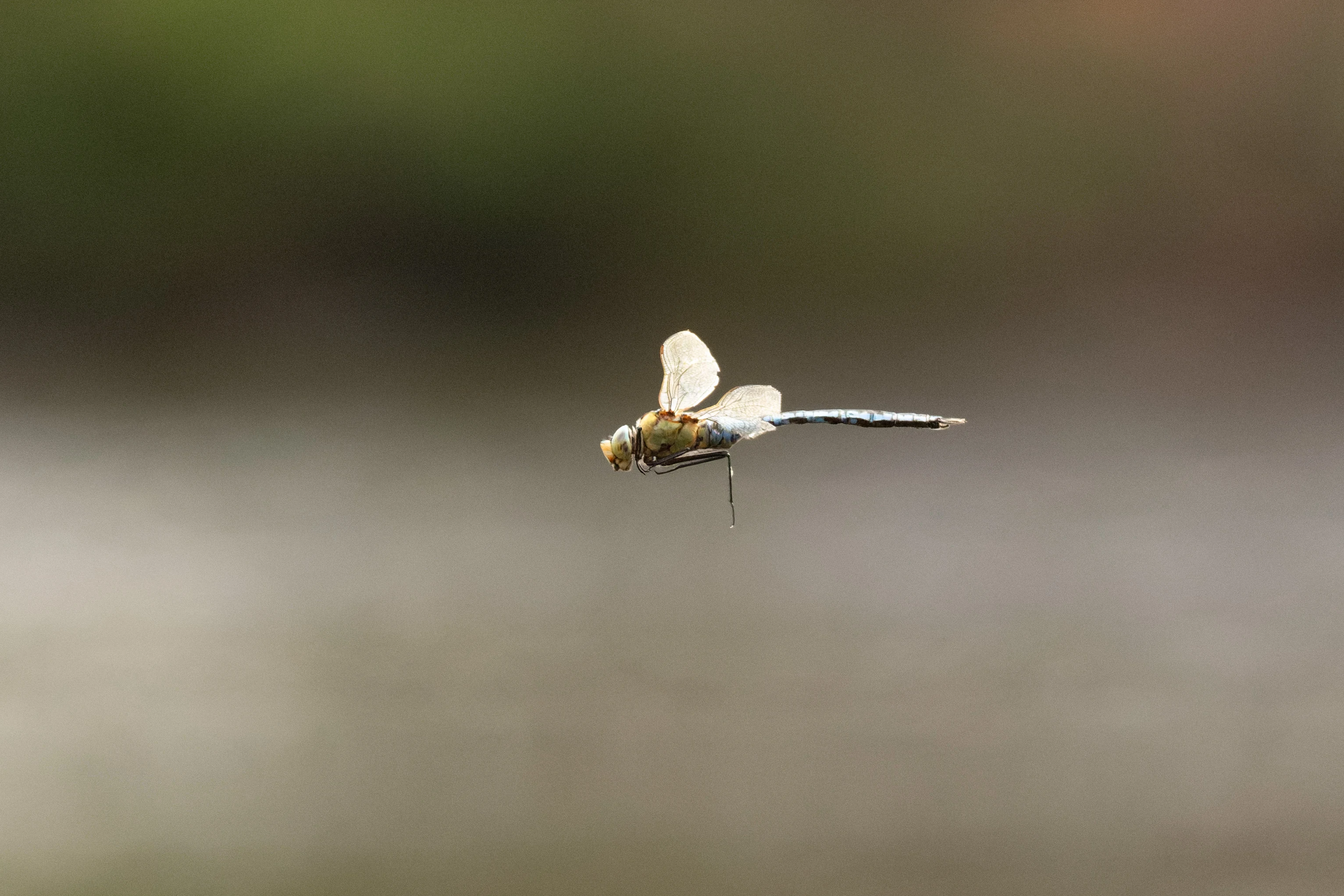 Broad-bodied Chaser, West Sussex, UK — photo by Orlando Prugel-Bennett