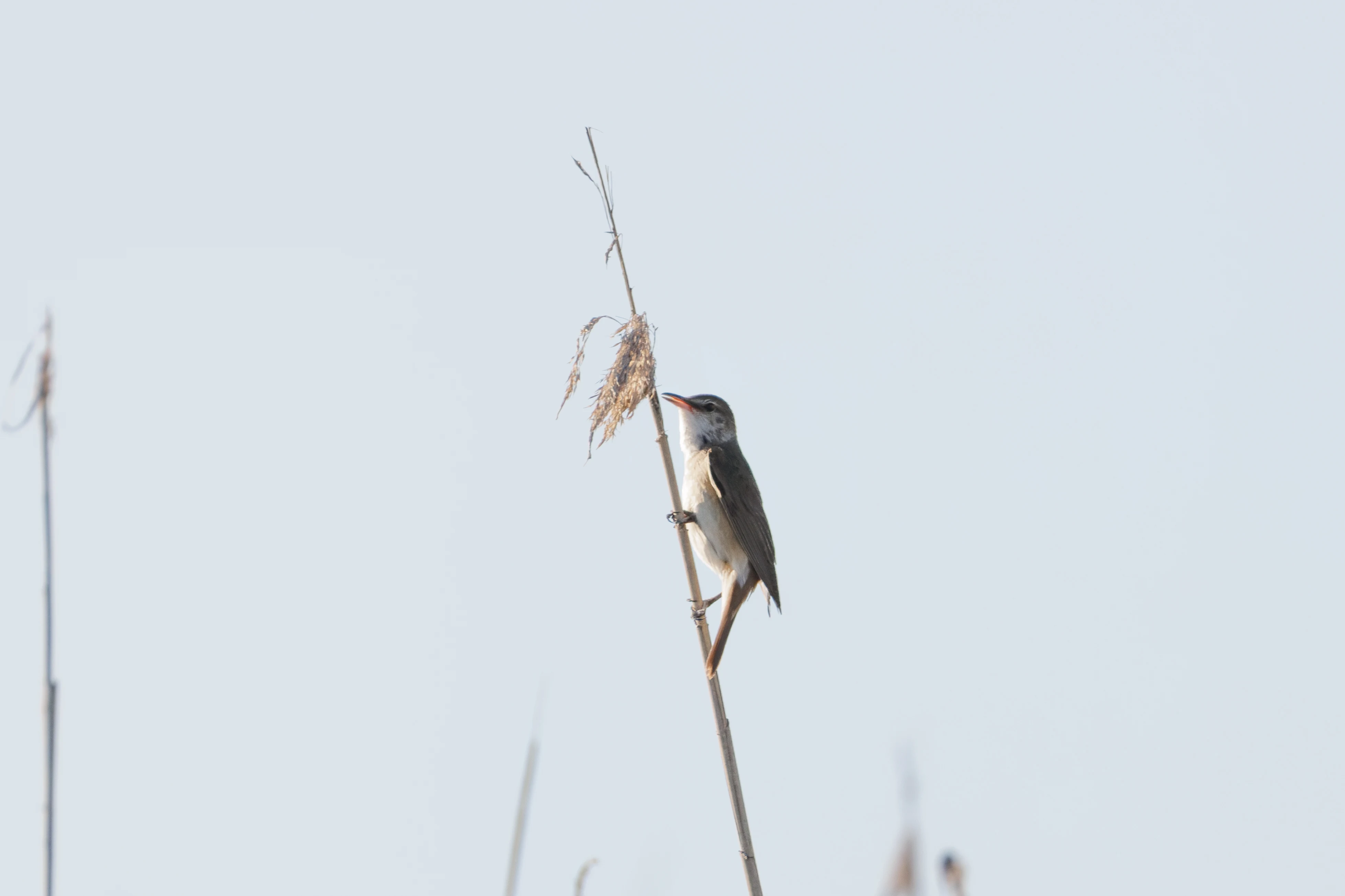 Great reed warbler, Danube Delta, Romania — photo by Orlando Prugel-Bennett
