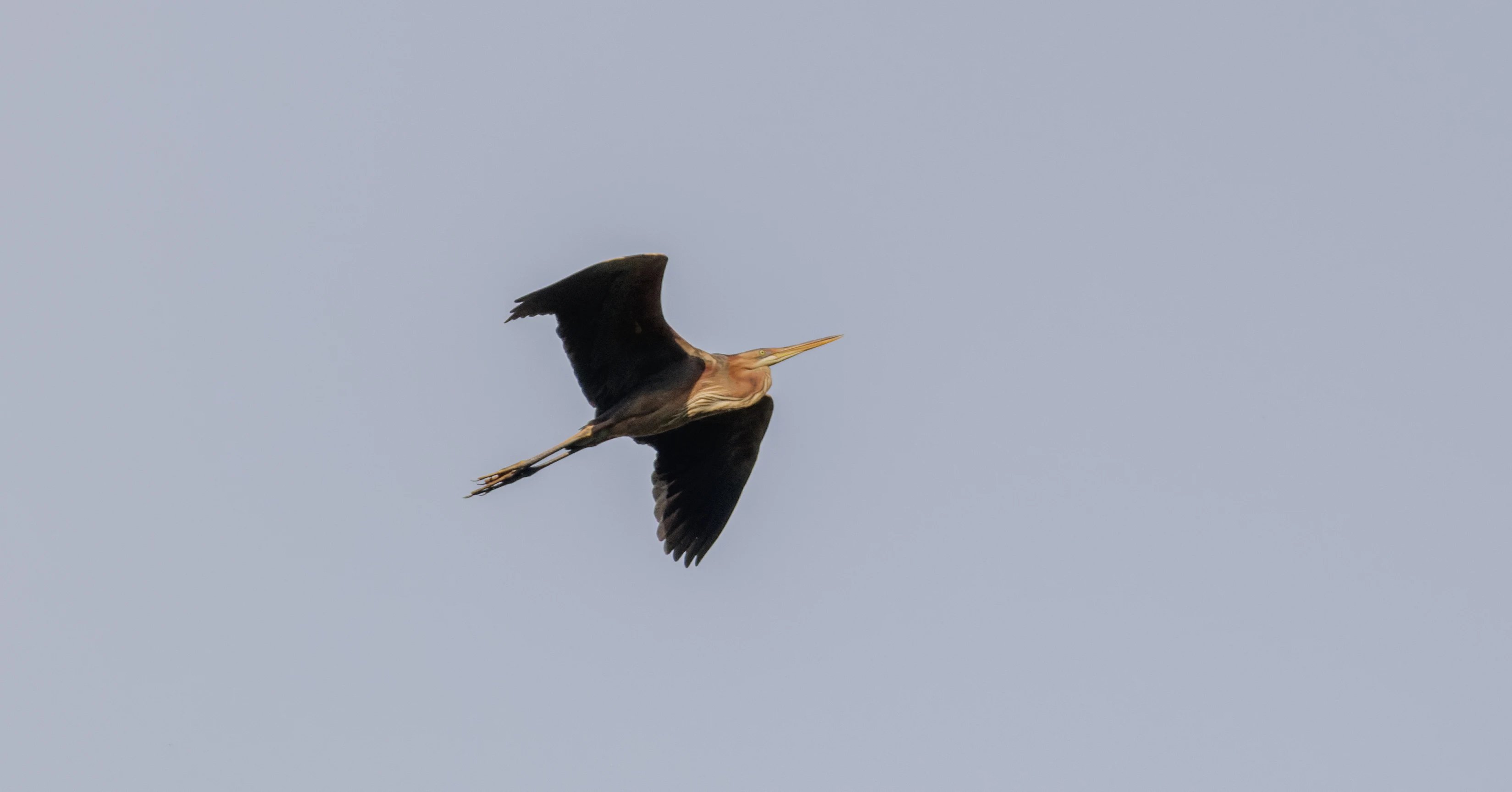 Purple Heron in flight, Danube Delta, Romania — photo by Orlando Prugel-Bennett