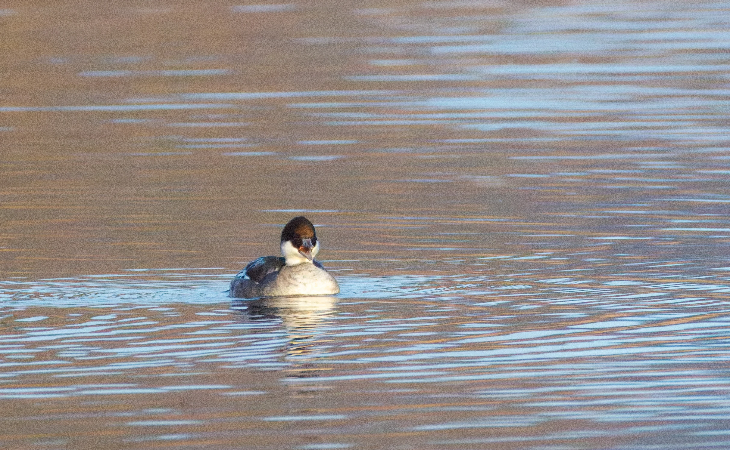 Female Smew, Flevoland, Netherlands — photo by Orlando Prugel-Bennett