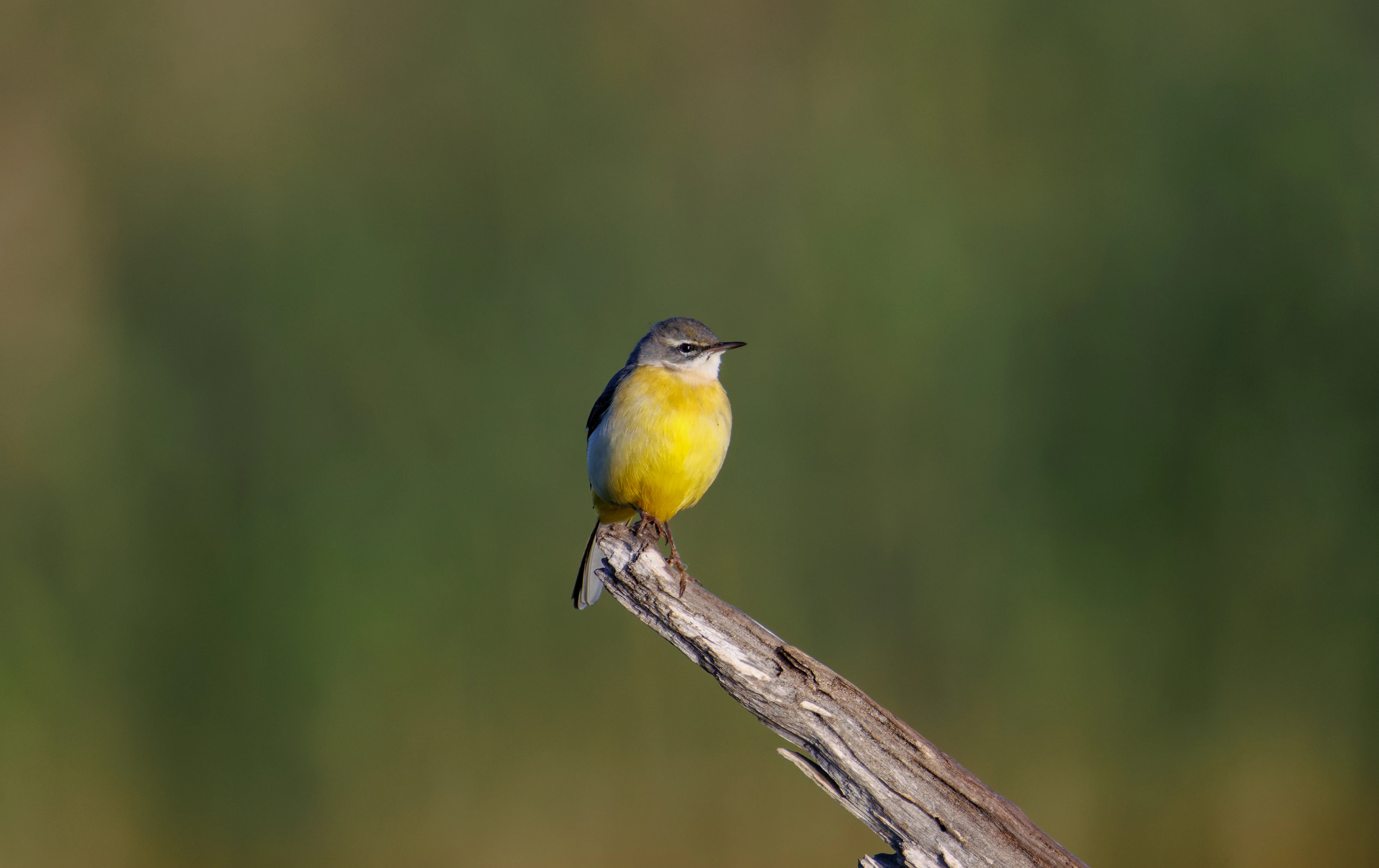 Western Yellow Wagtail, Clot de Galvany, Alicante, Spain — photo by Orlando Prugel-Bennett