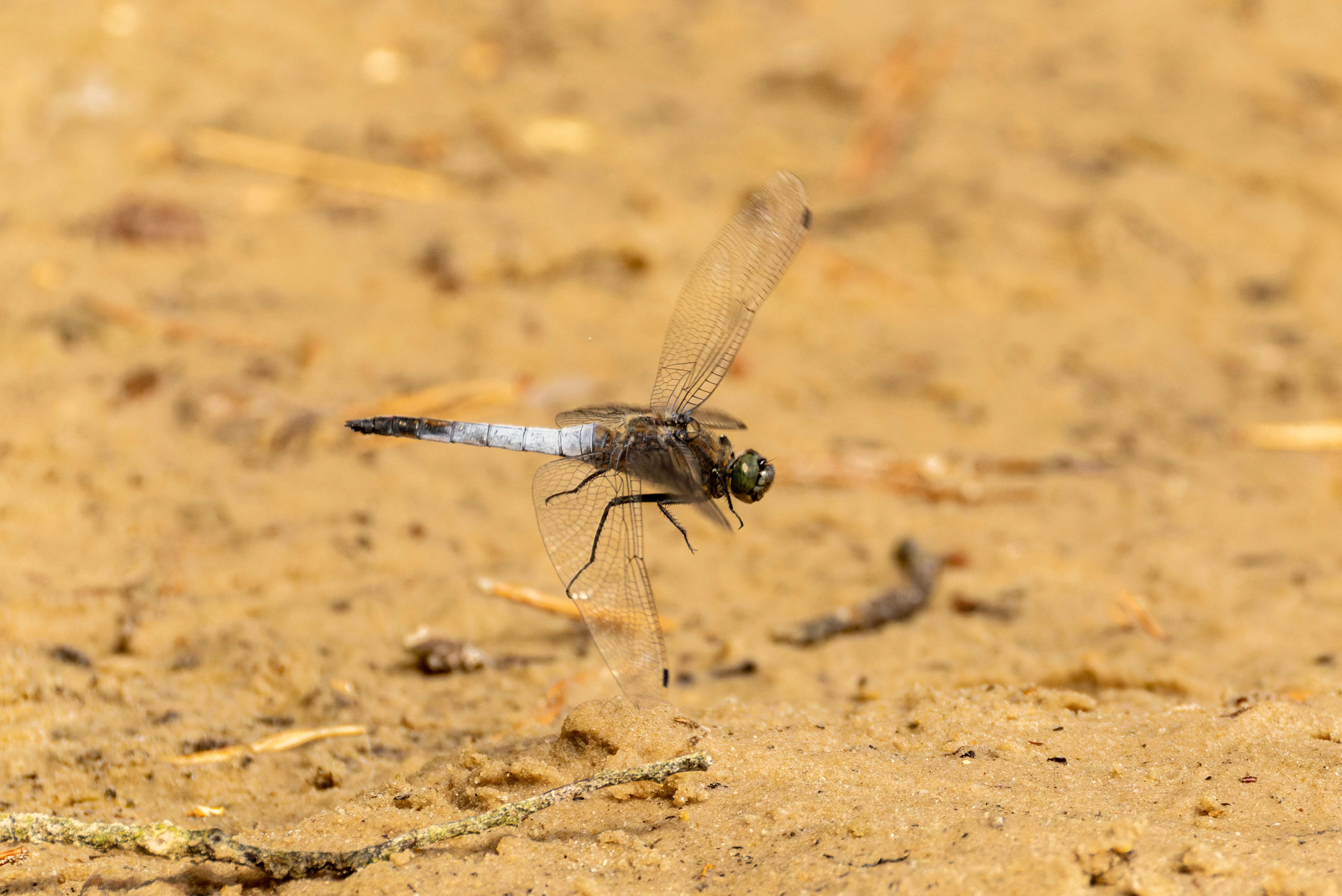 Black-tailed Skimmer, West Sussex, UK — photo by Orlando Prugel-Bennett