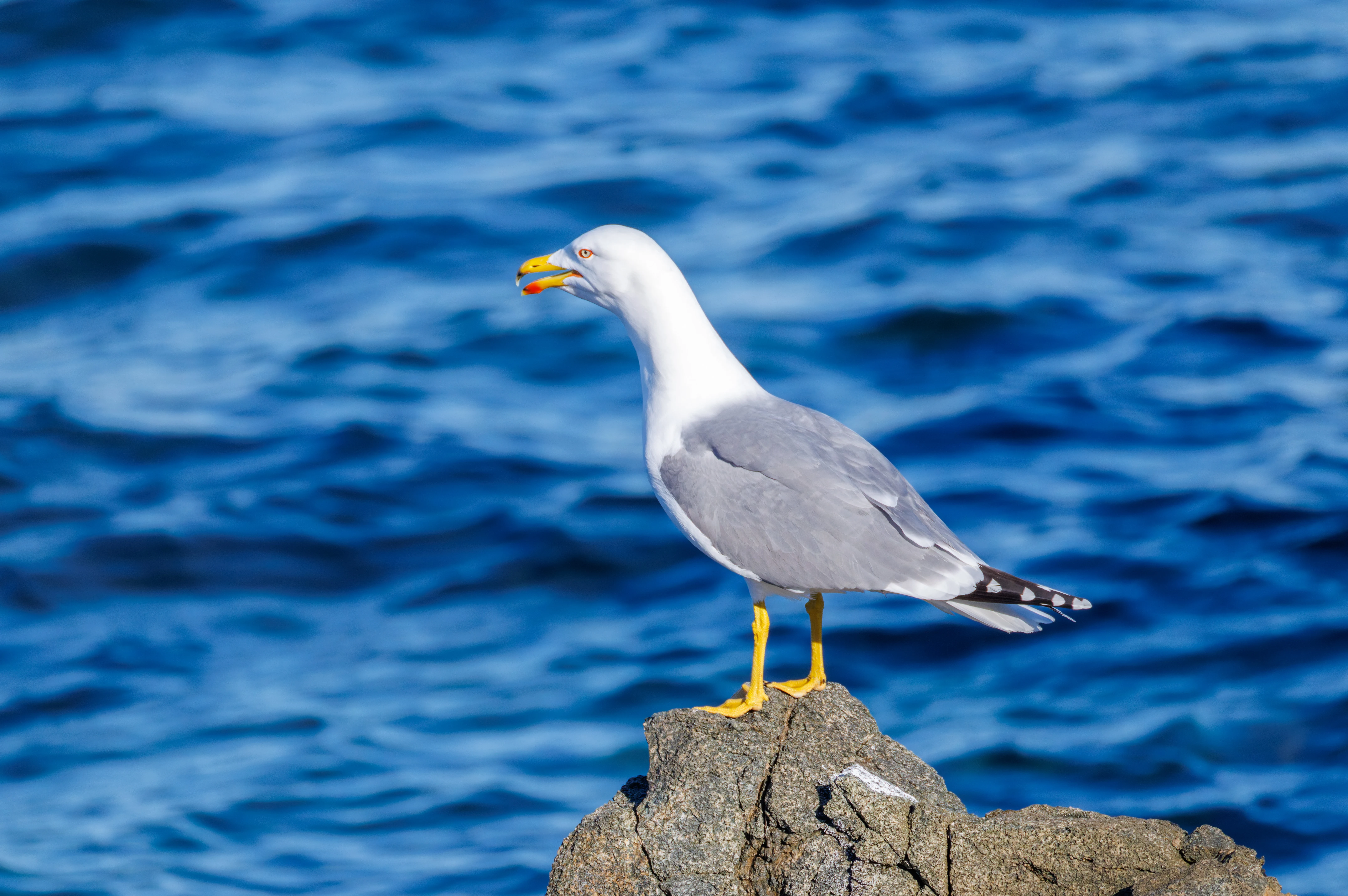 Yellow-legged Gull, Tabarca, Alicante, Spain — photo by Orlando Prugel-Bennett