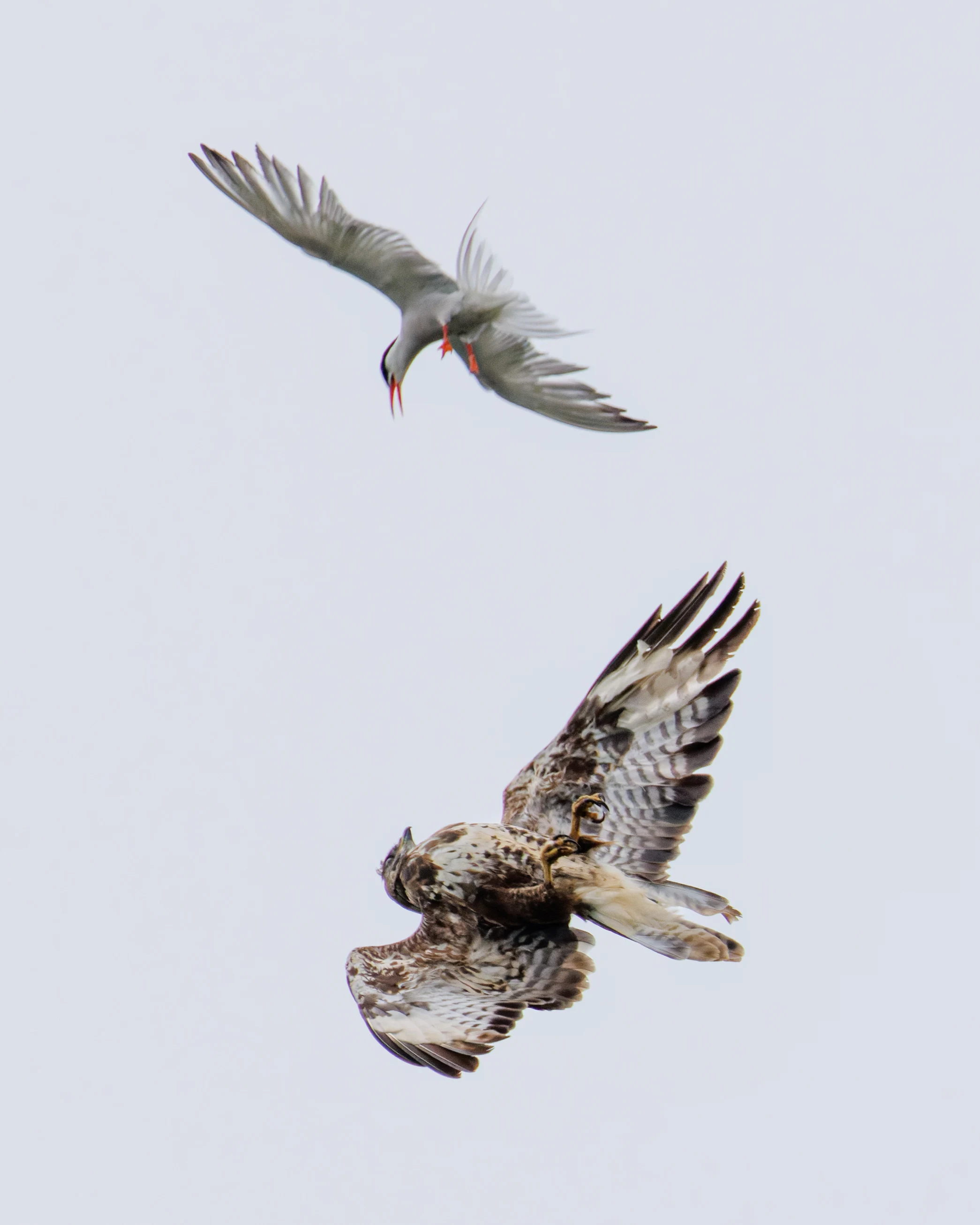 Common Tern mobbing Common Buzzard, Fishlake Meadows, Romsey, Hampshire, UK — photo by Orlando Prugel-Bennett