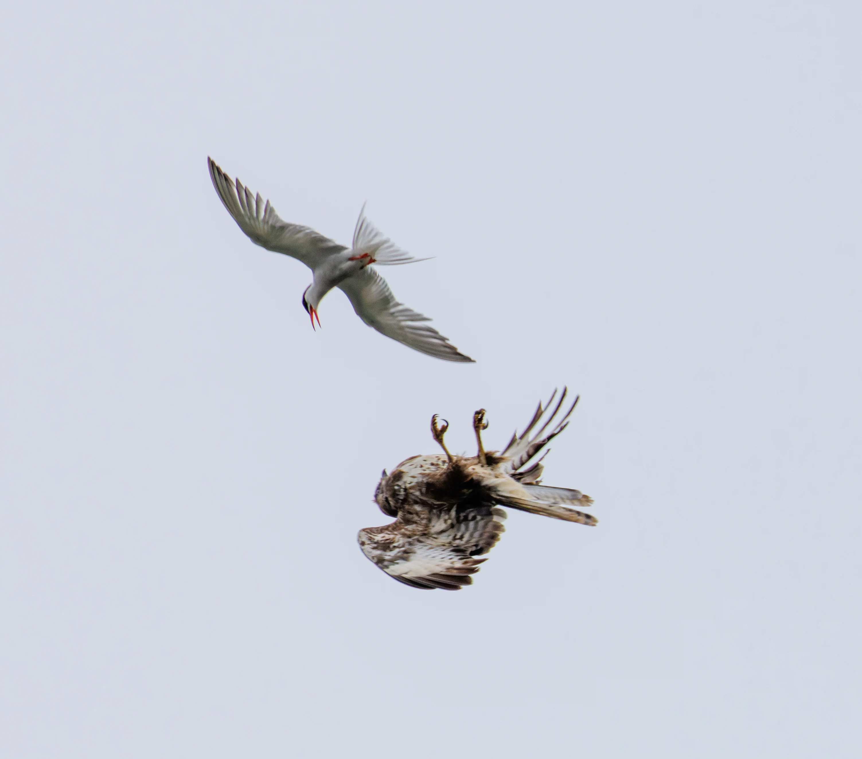 Common Tern mobbing Common Buzzard, Fishlake Meadows, Romsey, Hampshire, UK — photo by Orlando Prugel-Bennett
