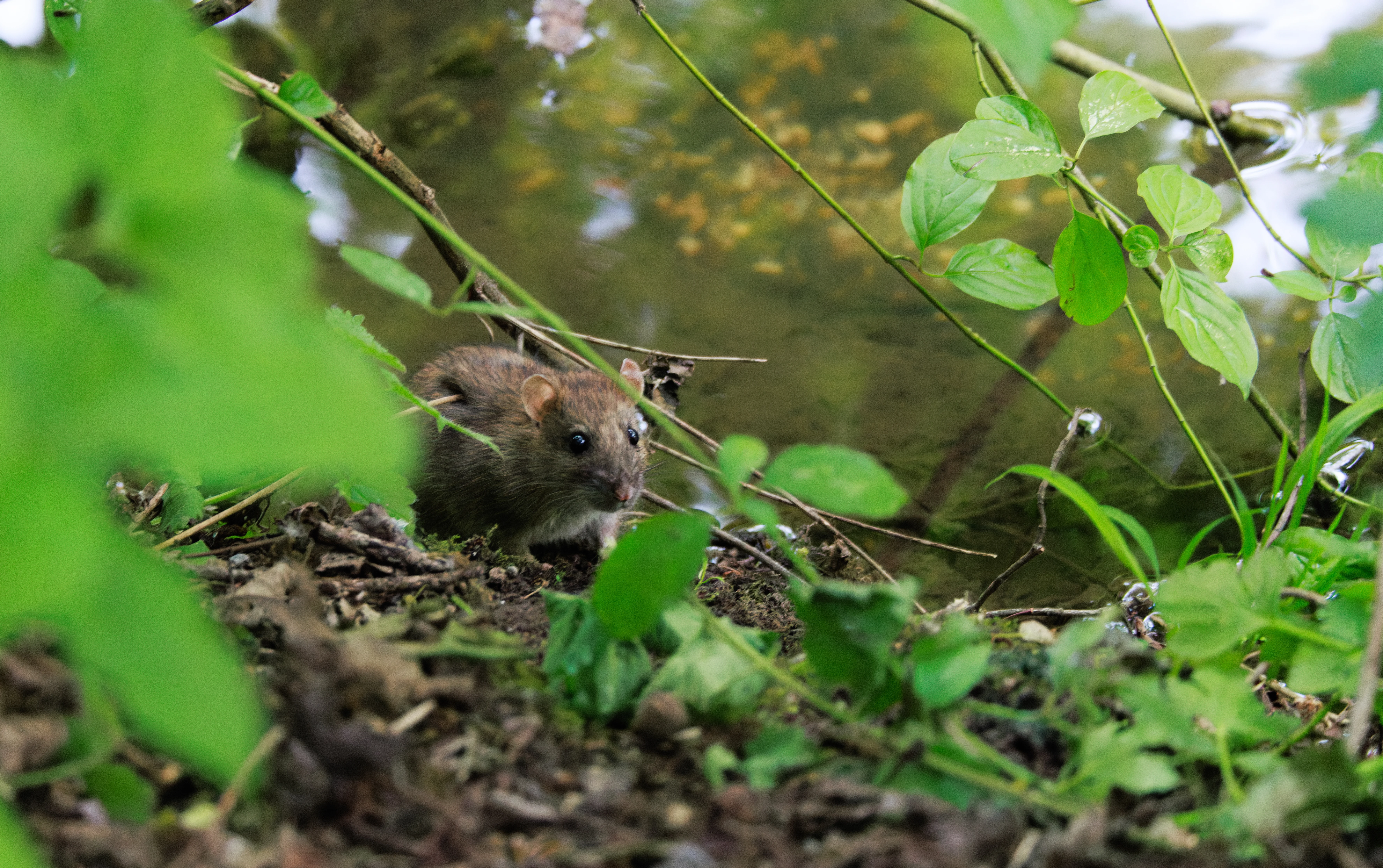 Brown Rat, Fishlake Meadows, Hampshire, UK — photo by Orlando Prugel-Bennett