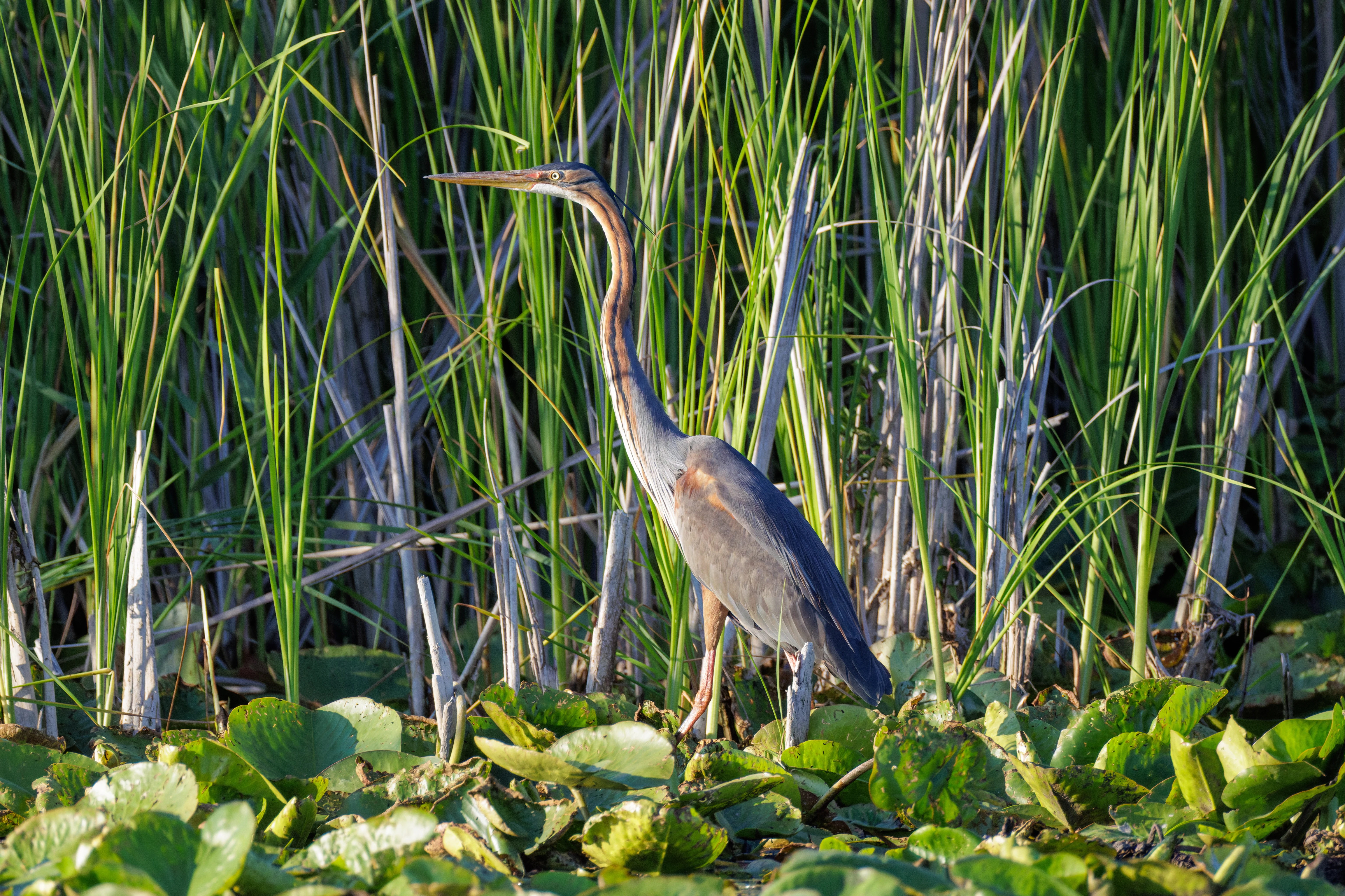 Purple Heron, Danube Delta, Romania — photo by Orlando Prugel-Bennett