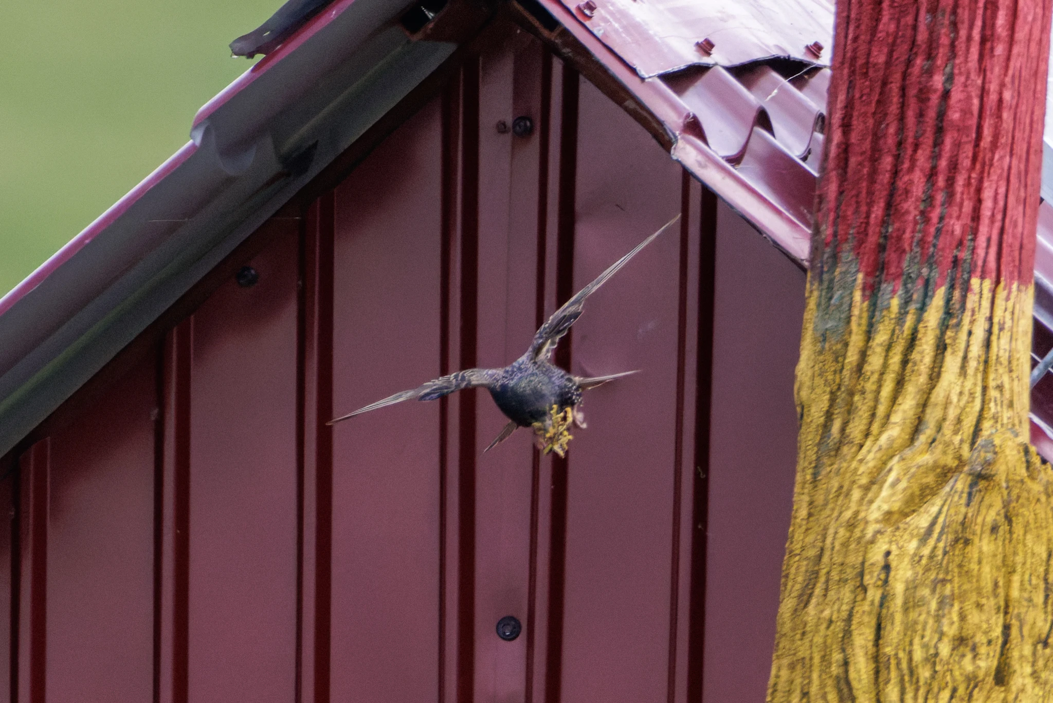 European Starling in flight with nesting material, Romania — photo by Orlando Prugel-Bennett
