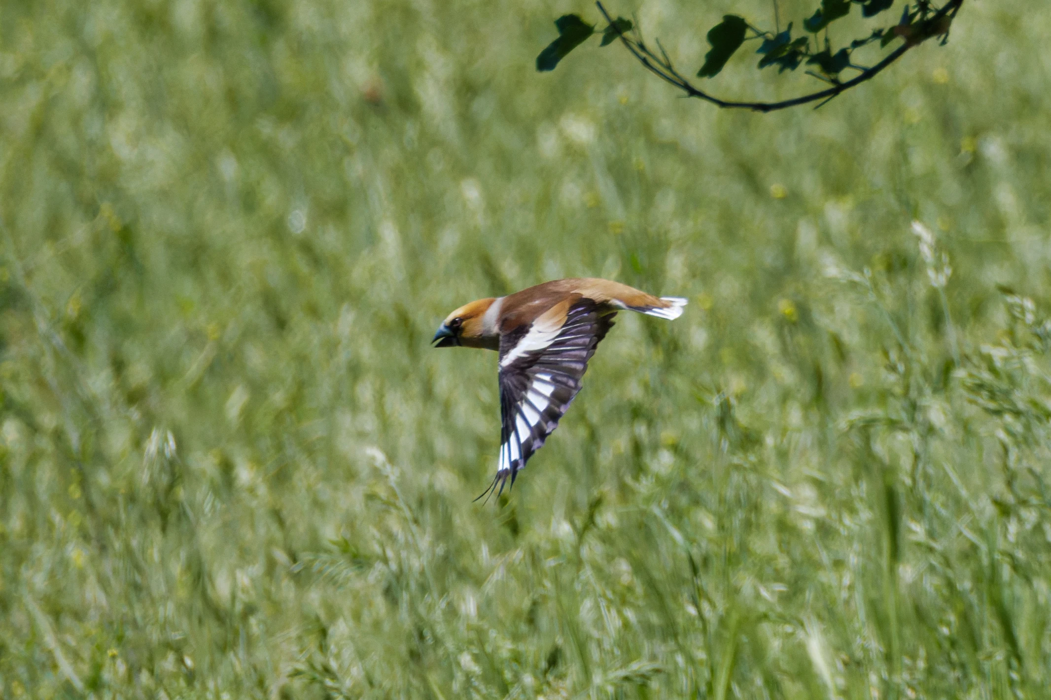 Hawfinch in flight, Romanian Steppe, Romania — photo by Orlando Prugel-Bennett