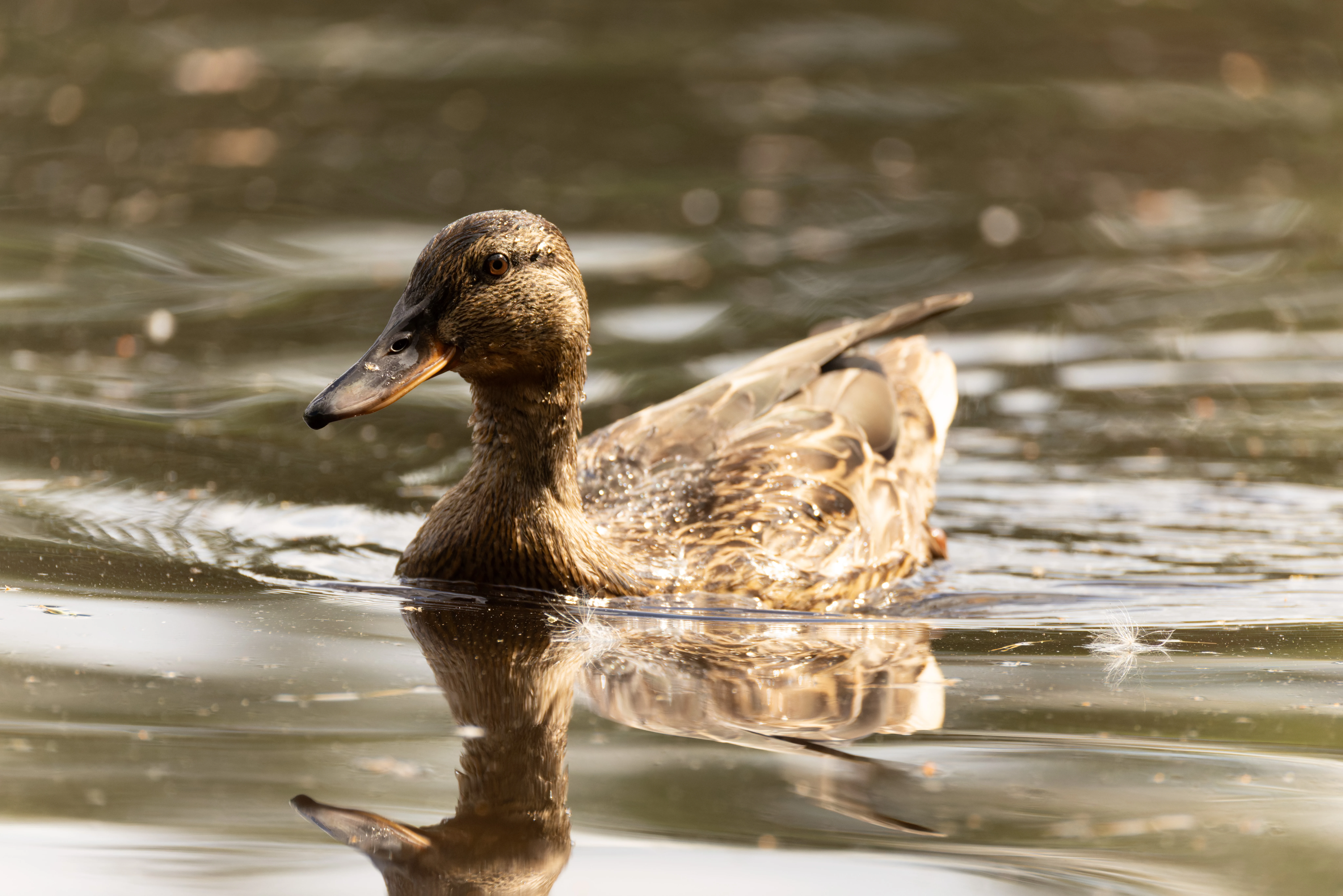 Female Mallard, West Sussex, UK — photo by Orlando Prugel-Bennett