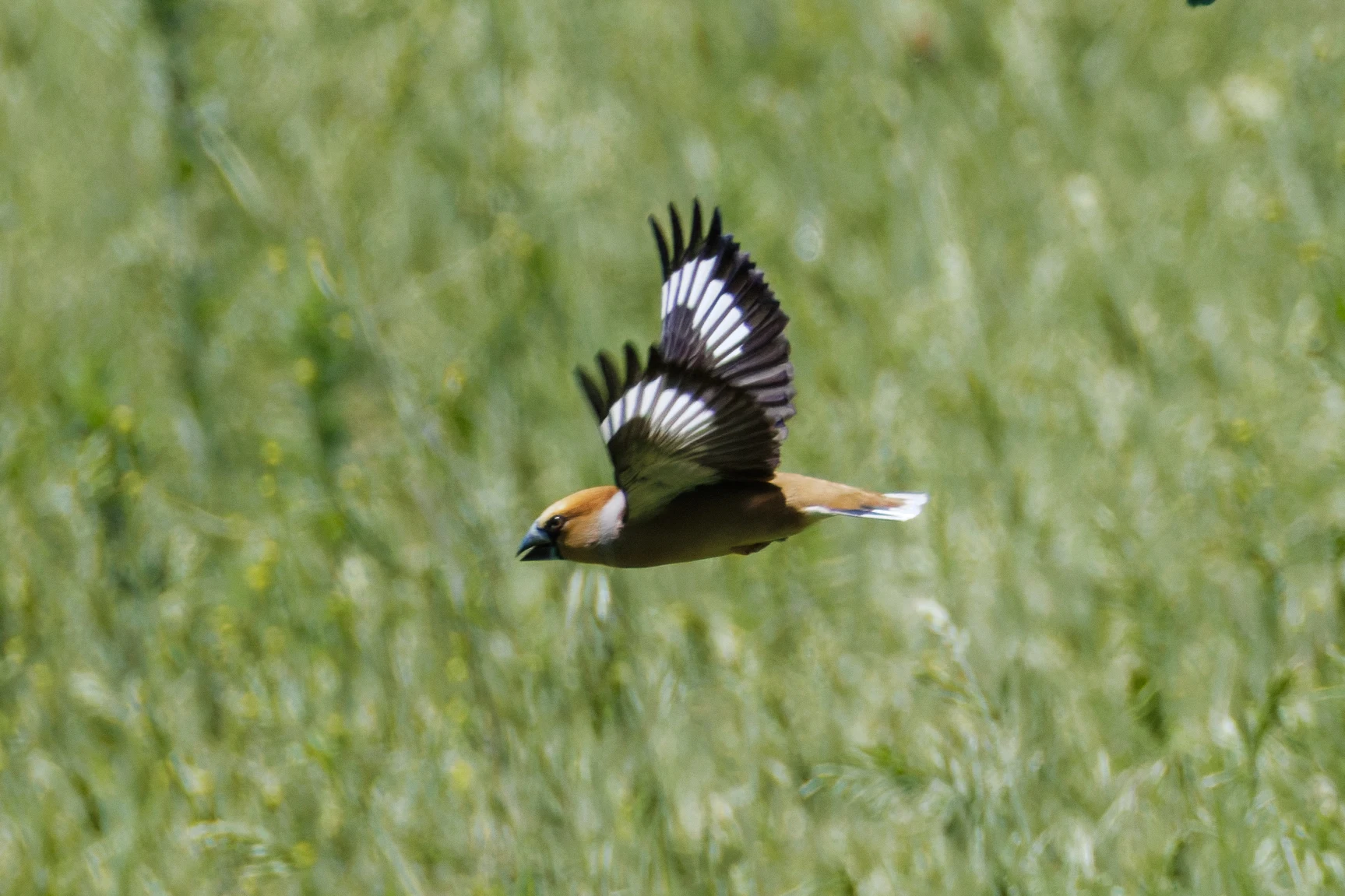 Hawfinch in flight, Romanian Steppe, Romania — photo by Orlando Prugel-Bennett