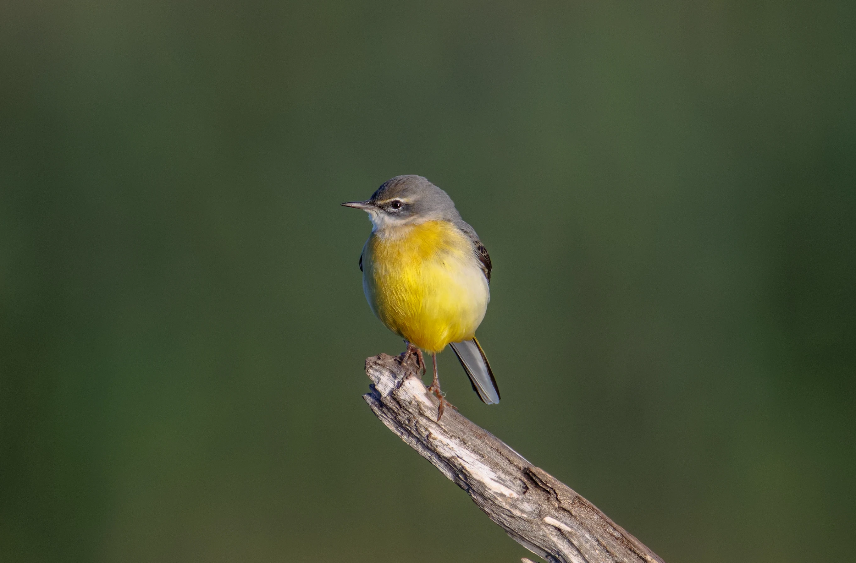 Grey Wagtail, Clot de Galvany, Alicante, Spain — photo by Orlando Prugel-Bennett