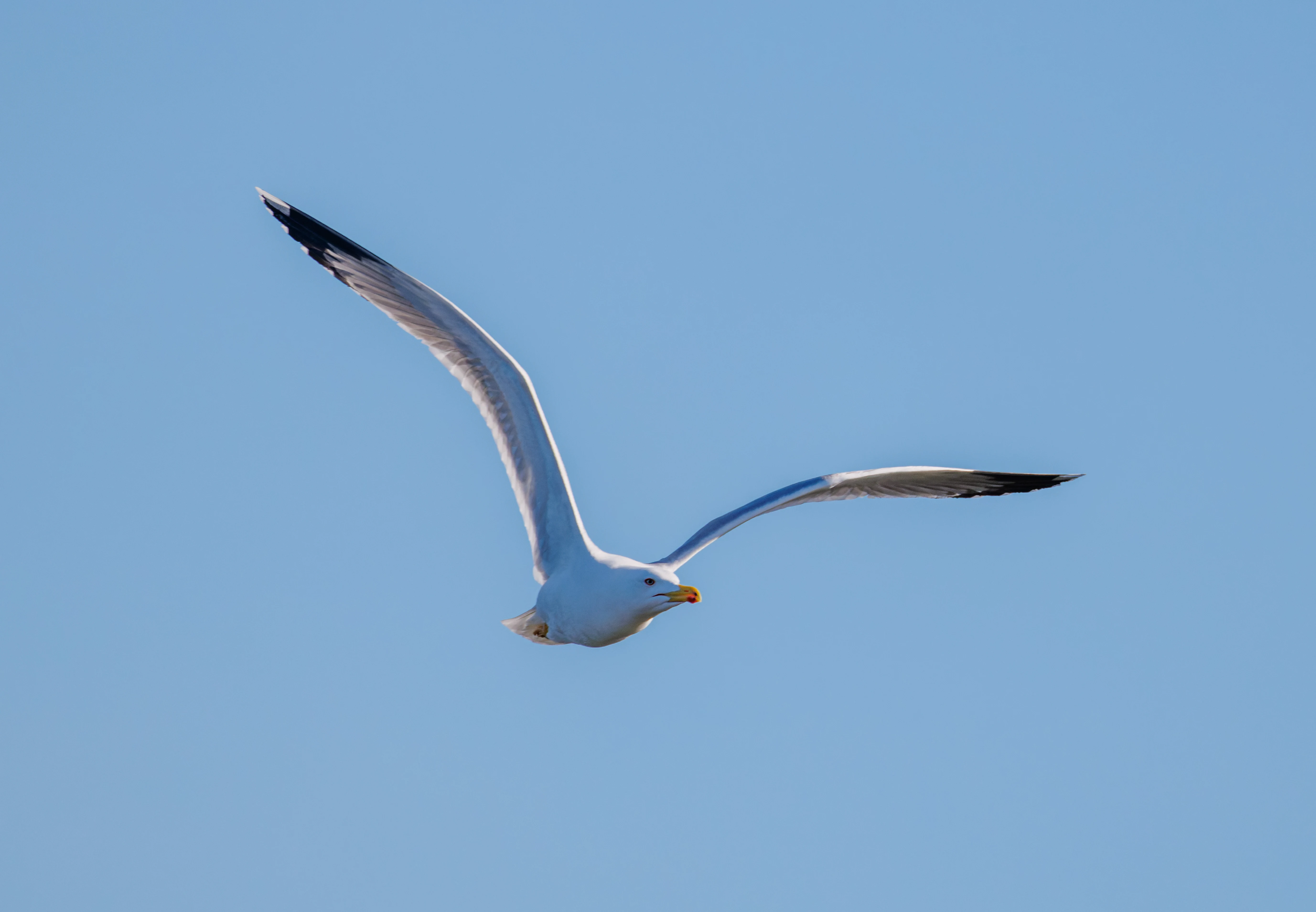 Yellow-legged Gull, Tabarca, Alicante, Spain — photo by Orlando Prugel-Bennett