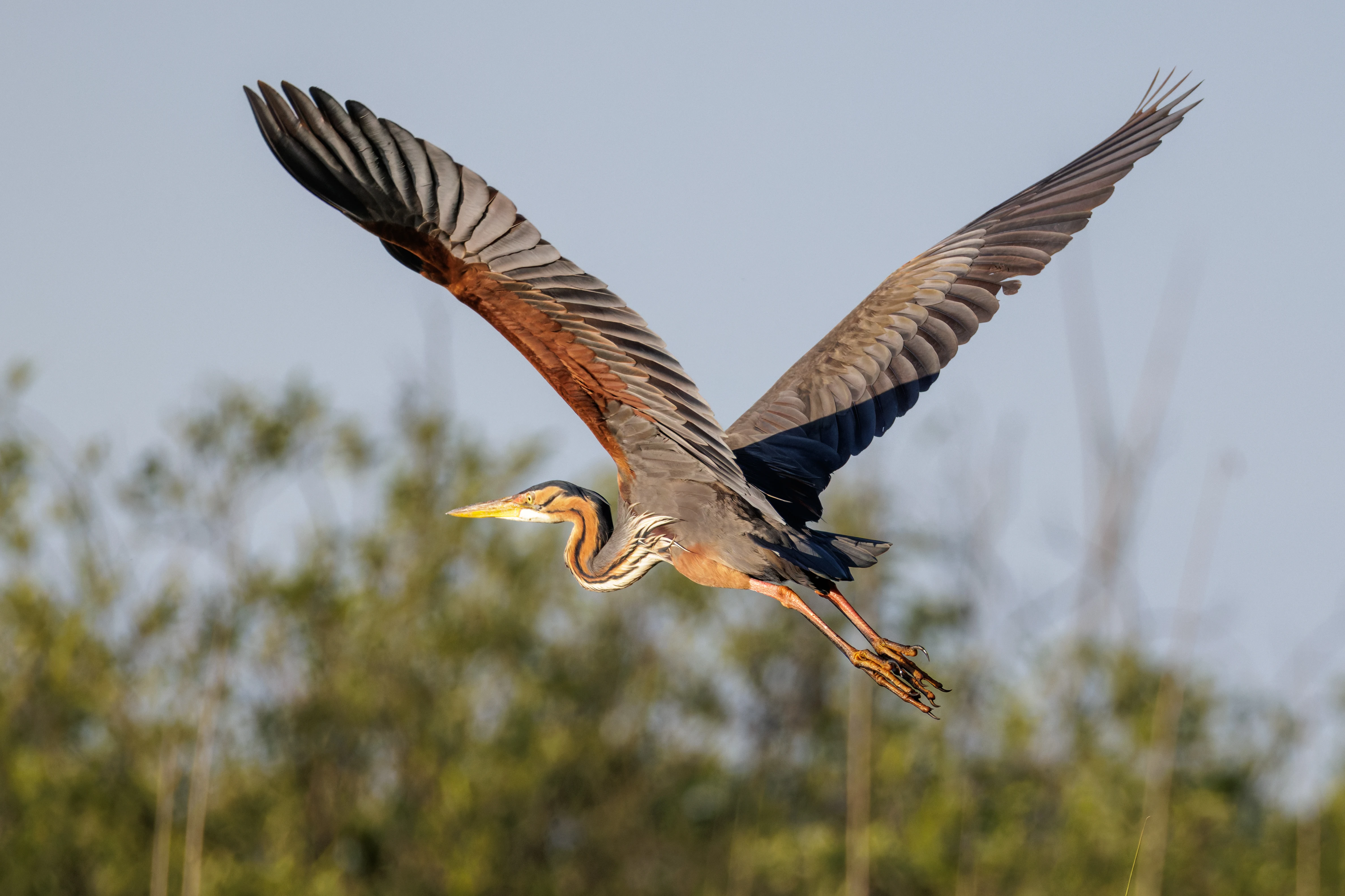 Purple Heron, Danube Delta, Romania — photo by Orlando Prugel-Bennett