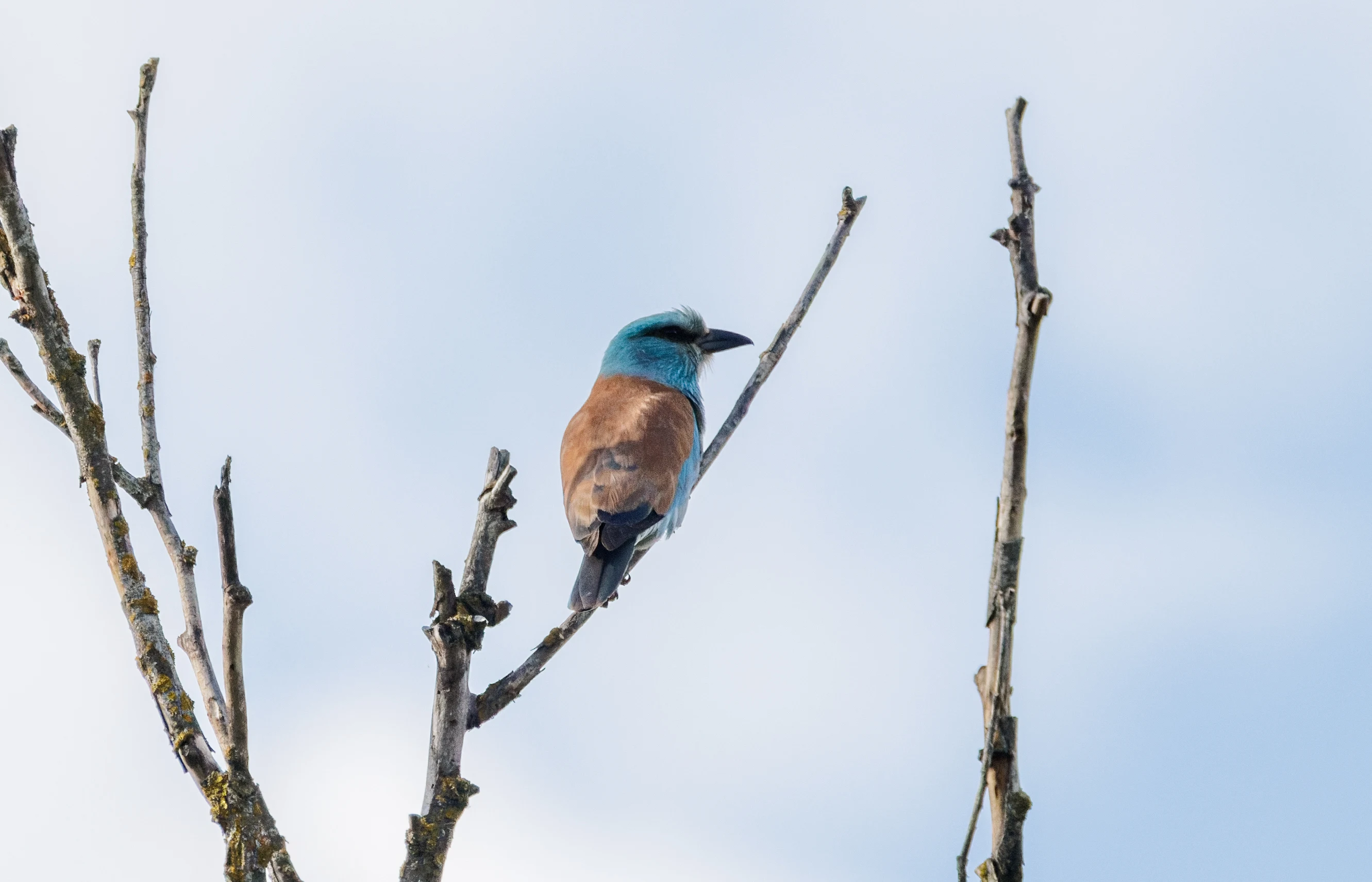 European Roller, Danube Delta, Romania — photo by Orlando Prugel-Bennett