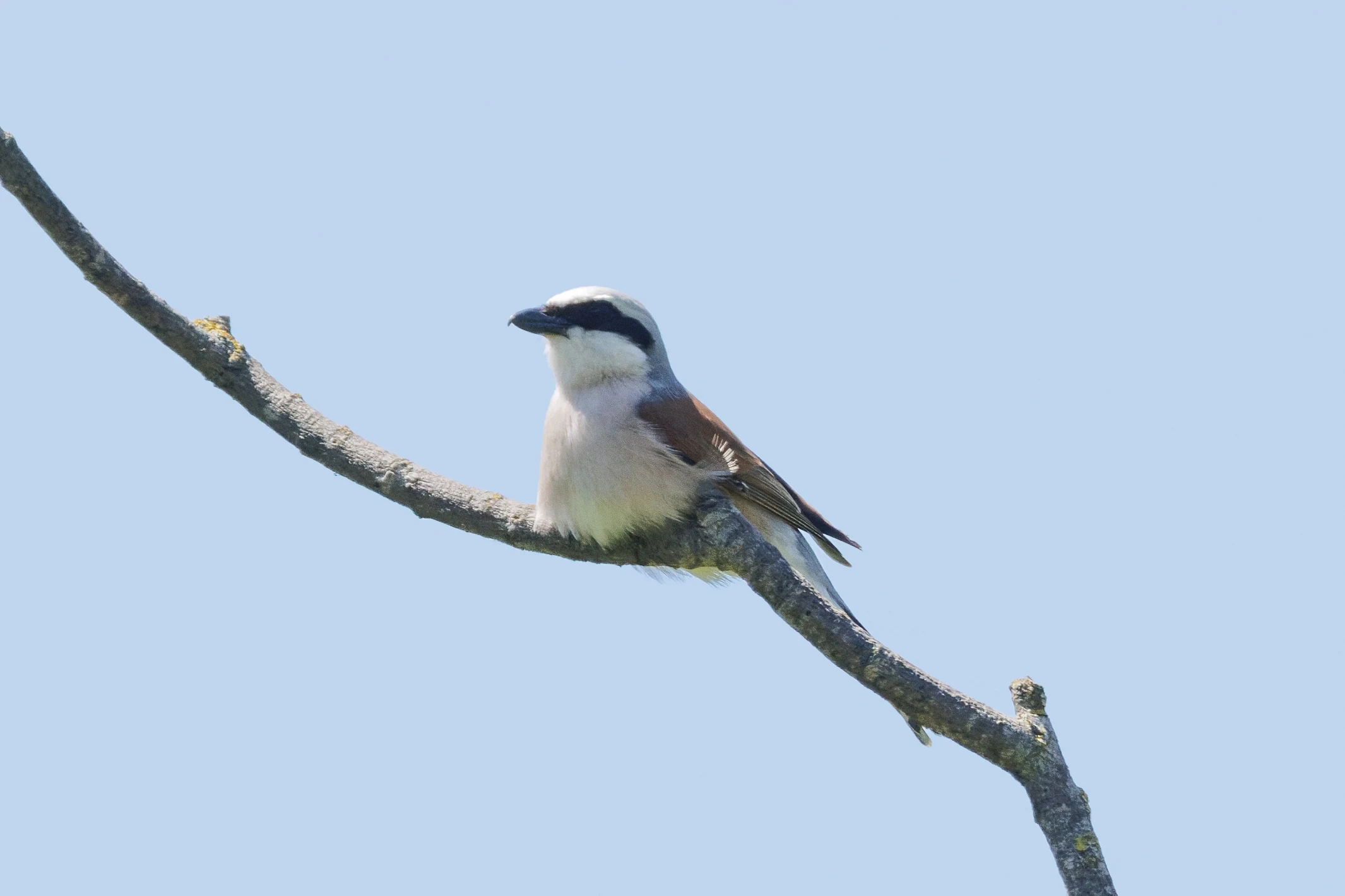 Red-backed Shrike, Romanian Steppe, Romania — photo by Orlando Prugel-Bennett