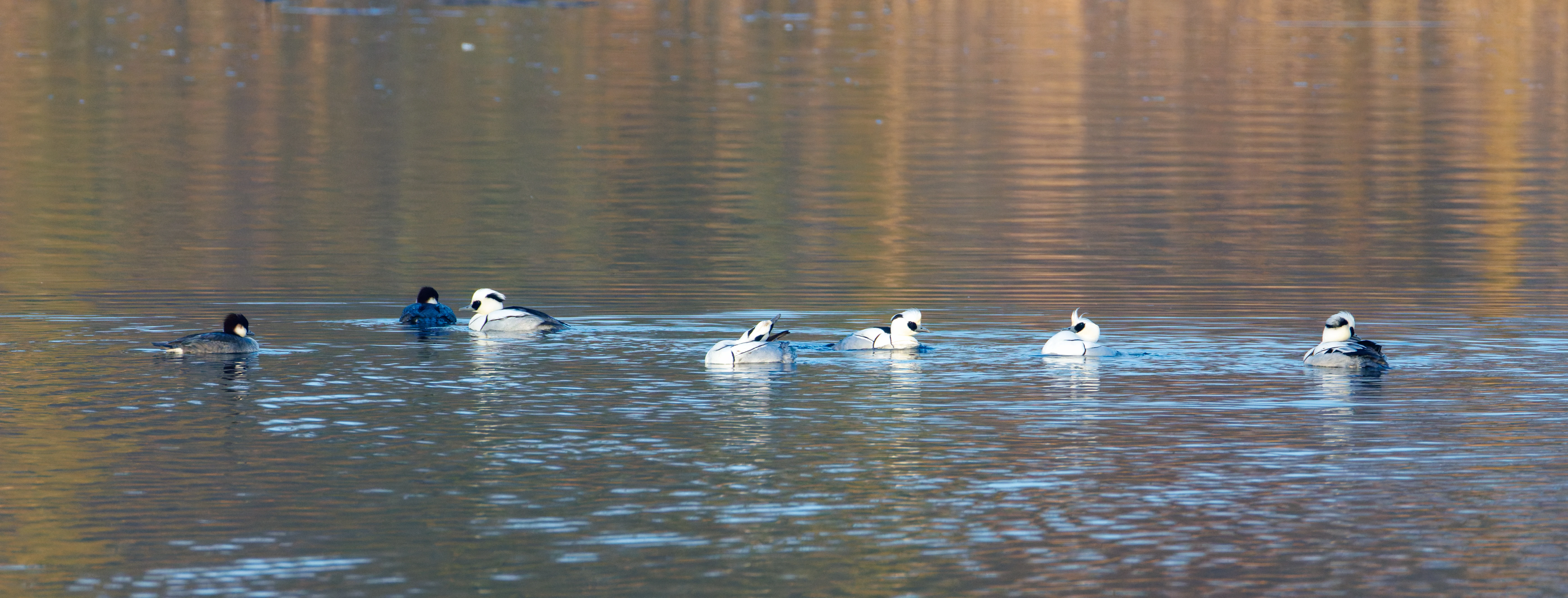 Smew, Flevoland, Netherlands — photo by Orlando Prugel-Bennett