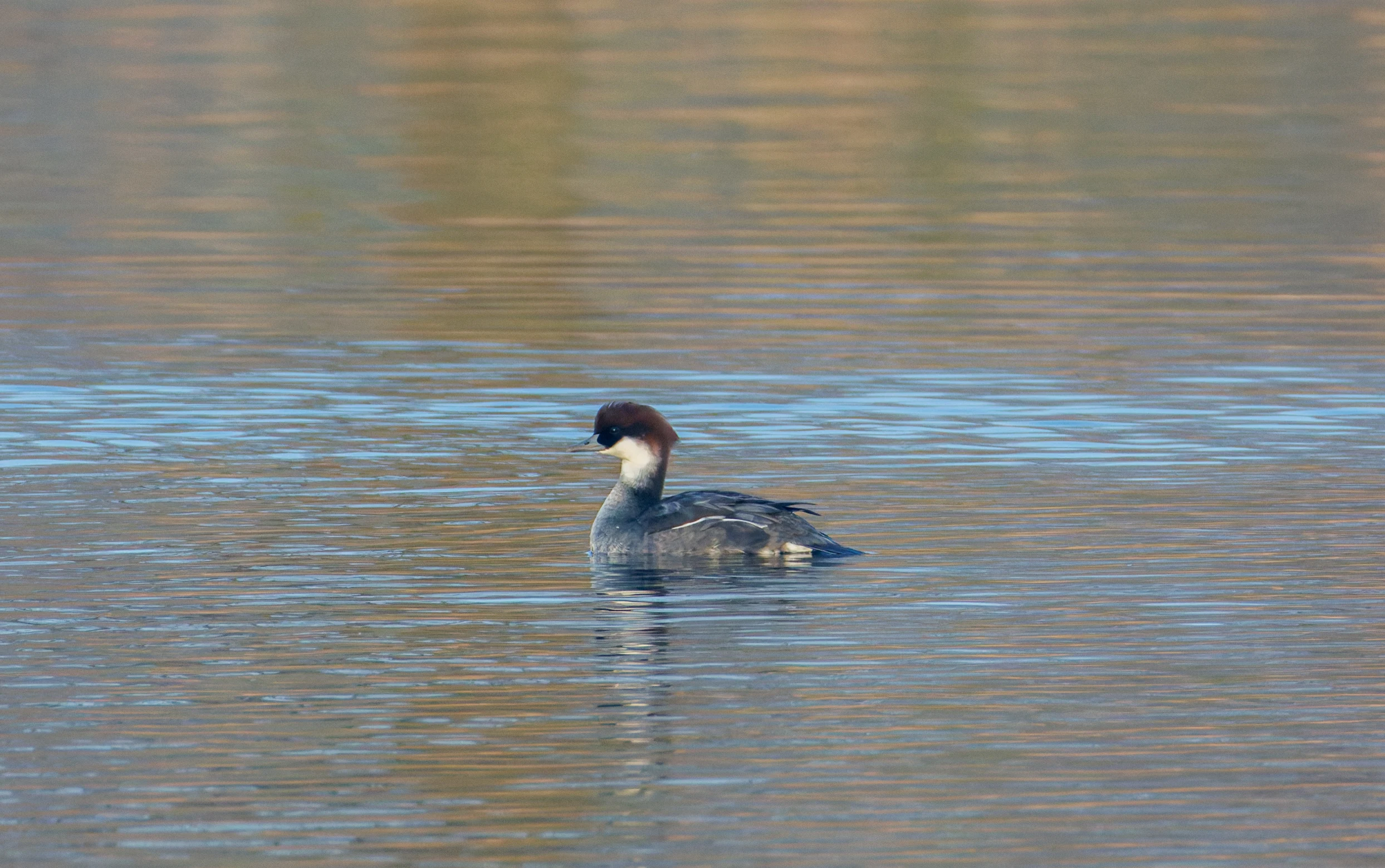 Female Smew, Flevoland, Netherlands — photo by Orlando Prugel-Bennett