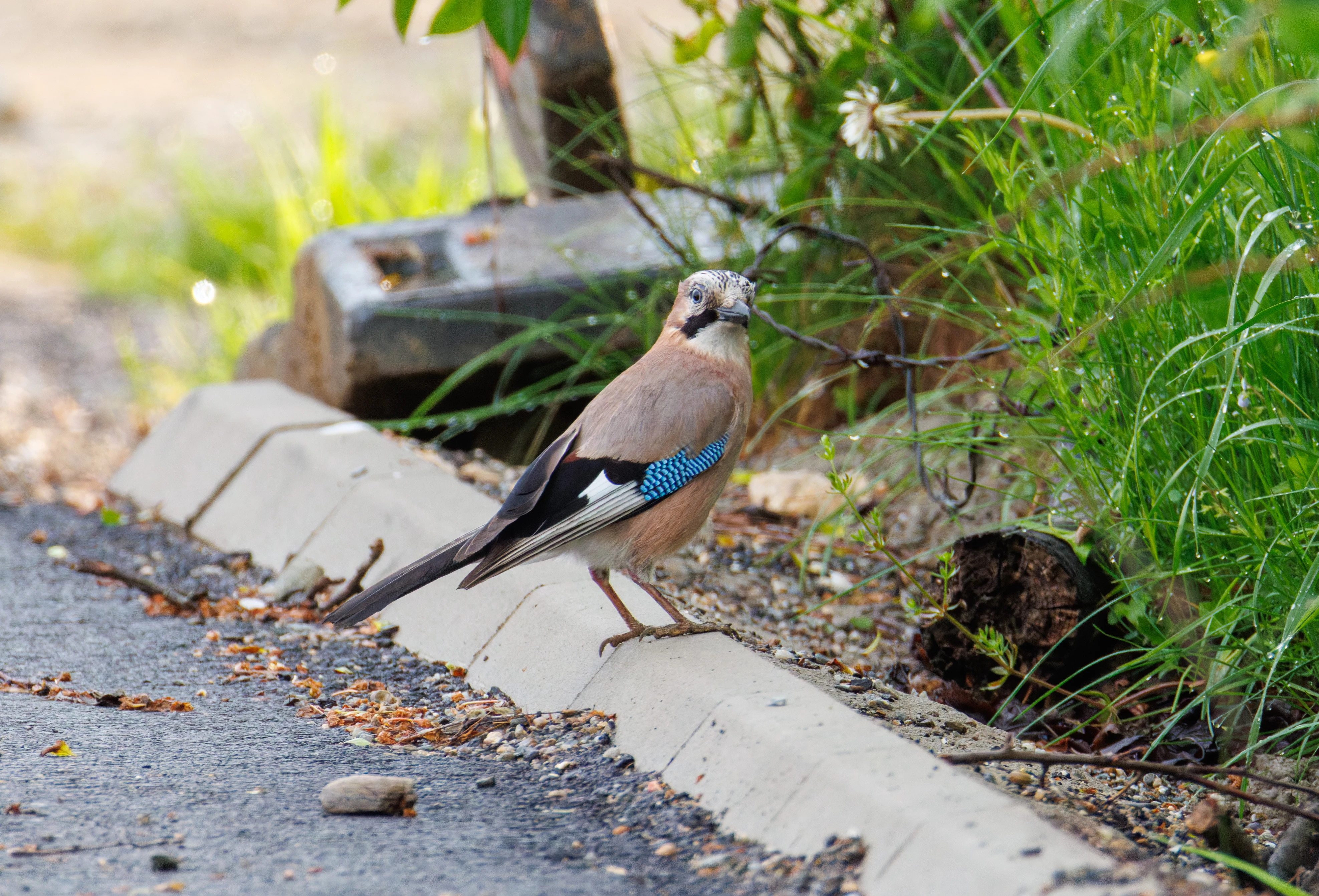 Eurasian Jay, Transylvania, Romania — photo by Orlando Prugel-Bennett