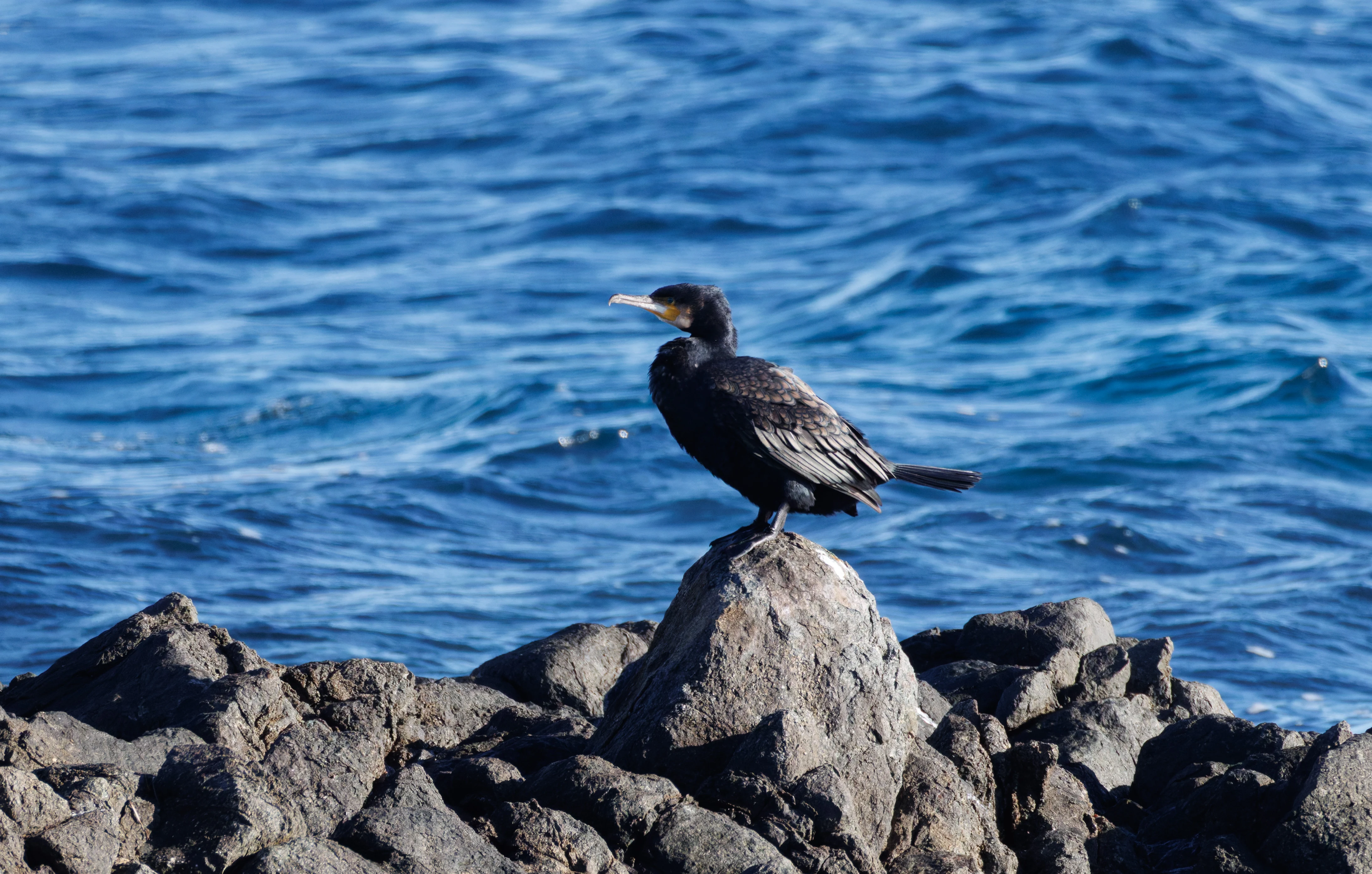 Great Cormorant, Tabarca, Alicante, Spain — photo by Orlando Prugel-Bennett