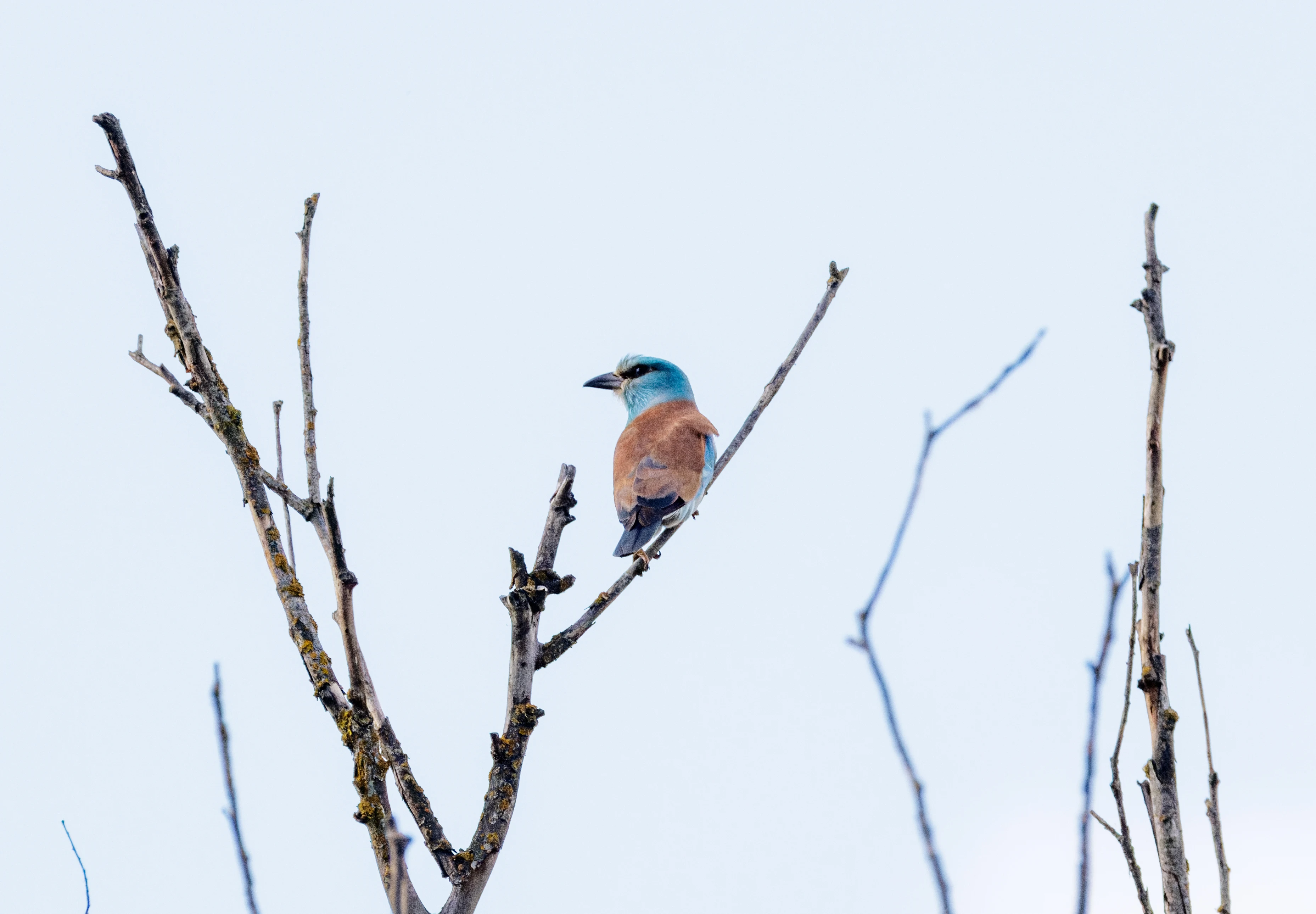 European Roller, Danube Delta, Romania — photo by Orlando Prugel-Bennett
