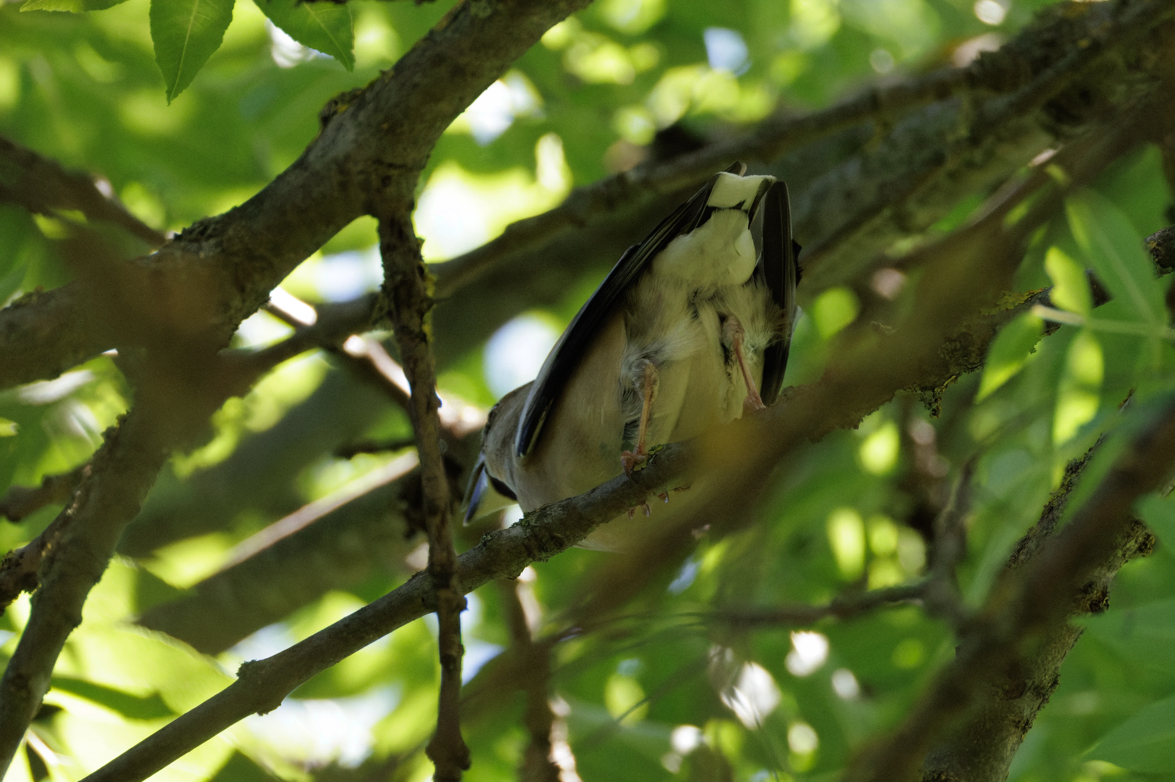 Hawfinch, Romanian Steppe, Romania — photo by Orlando Prugel-Bennett