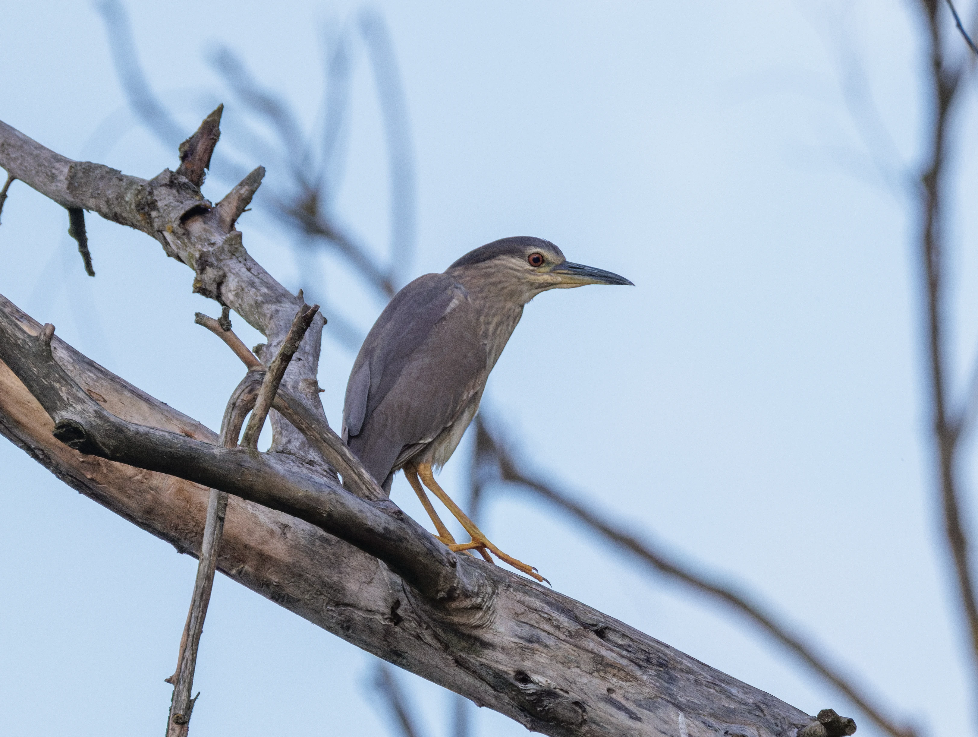 Black-crowned Night Heron, Danube Delta, Romania — photo by Orlando Prugel-Bennett