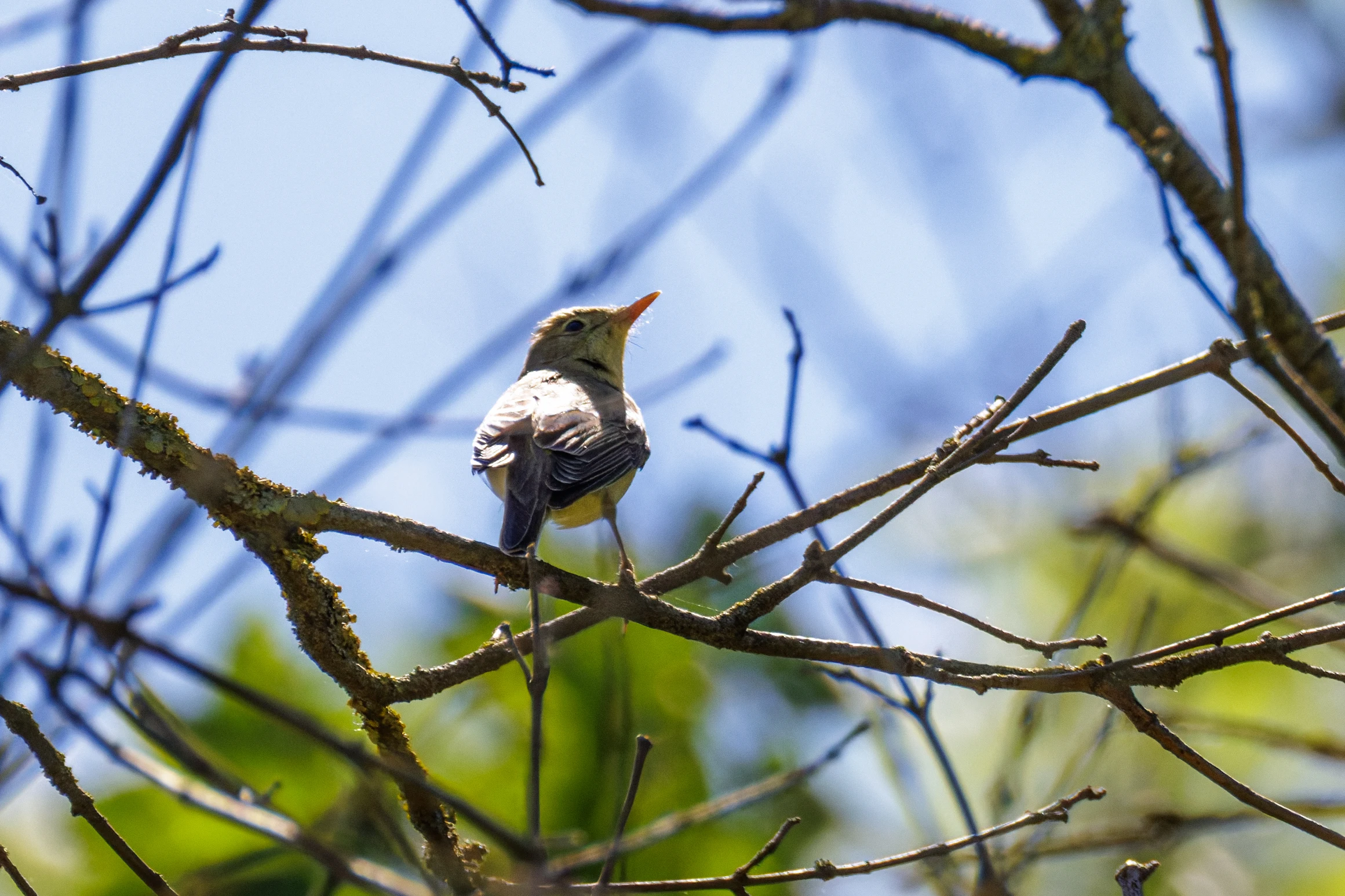 Icterine warbler, Romanian Steppe, Romania — photo by Orlando Prugel-Bennett