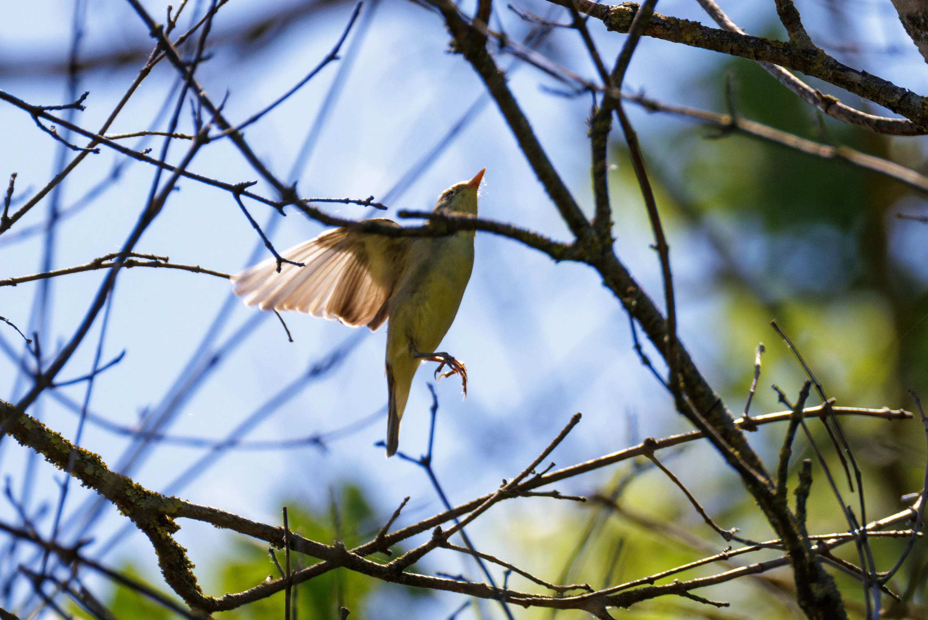 Icterine Warbler, Romanian Steppe, Romania — photo by Orlando Prugel-Bennett