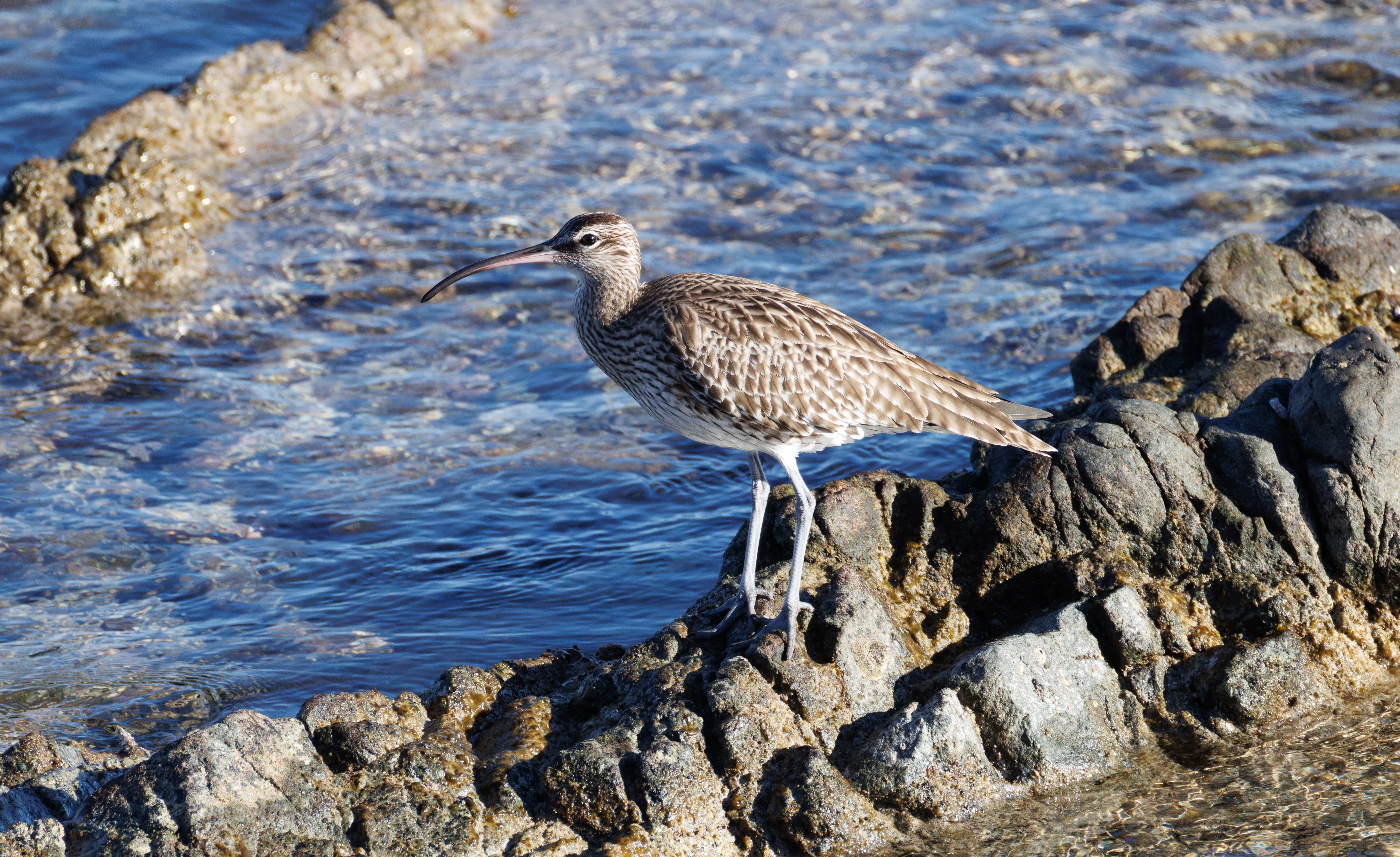 Curlew, Tabarca, Alicante, Spain — photo by Orlando Prugel-Bennett