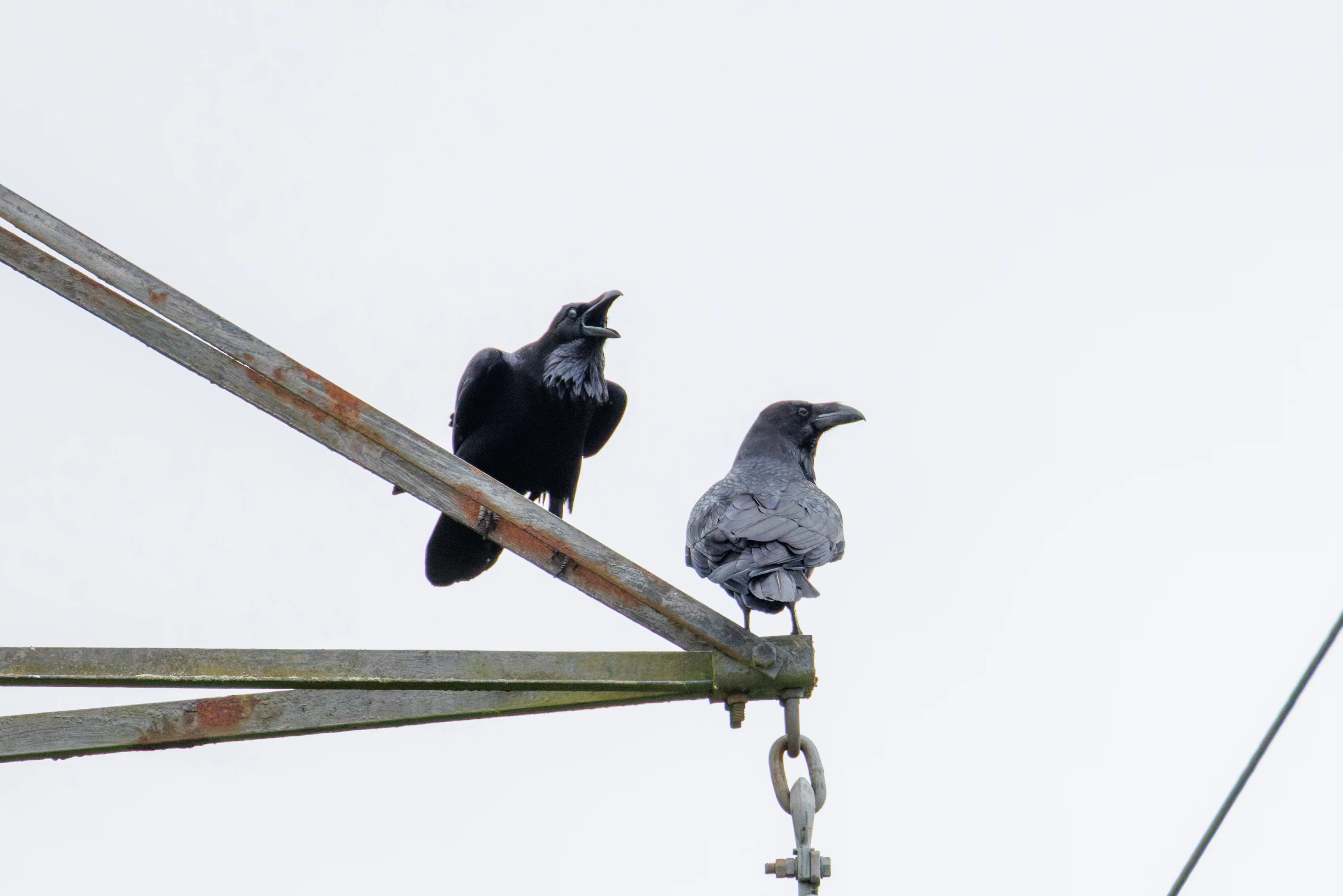 Common Raven, Fishlake Meadows, Romsey, Hampshire, UK — photo by Orlando Prugel-Bennett