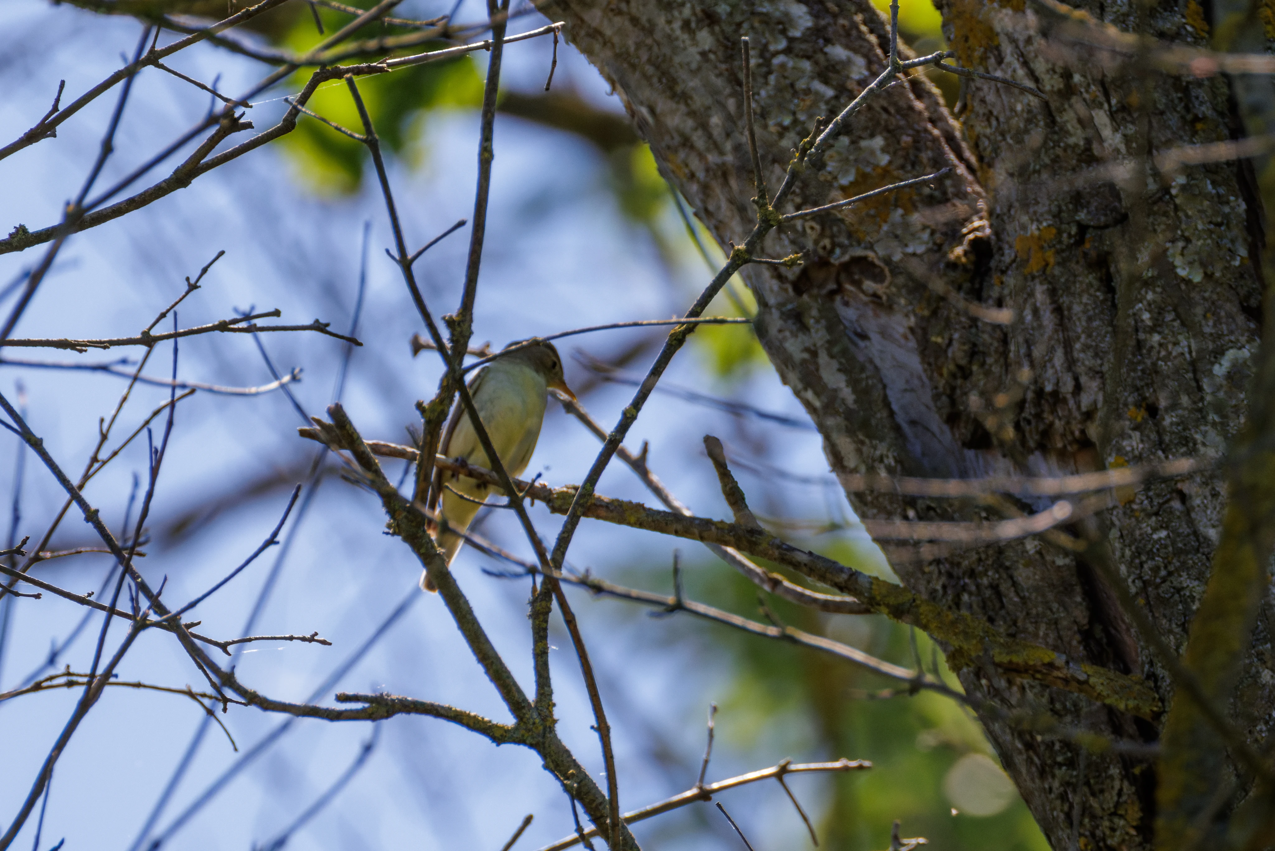 Icterine Warbler, Romanian Steppe, Romania — photo by Orlando Prugel-Bennett