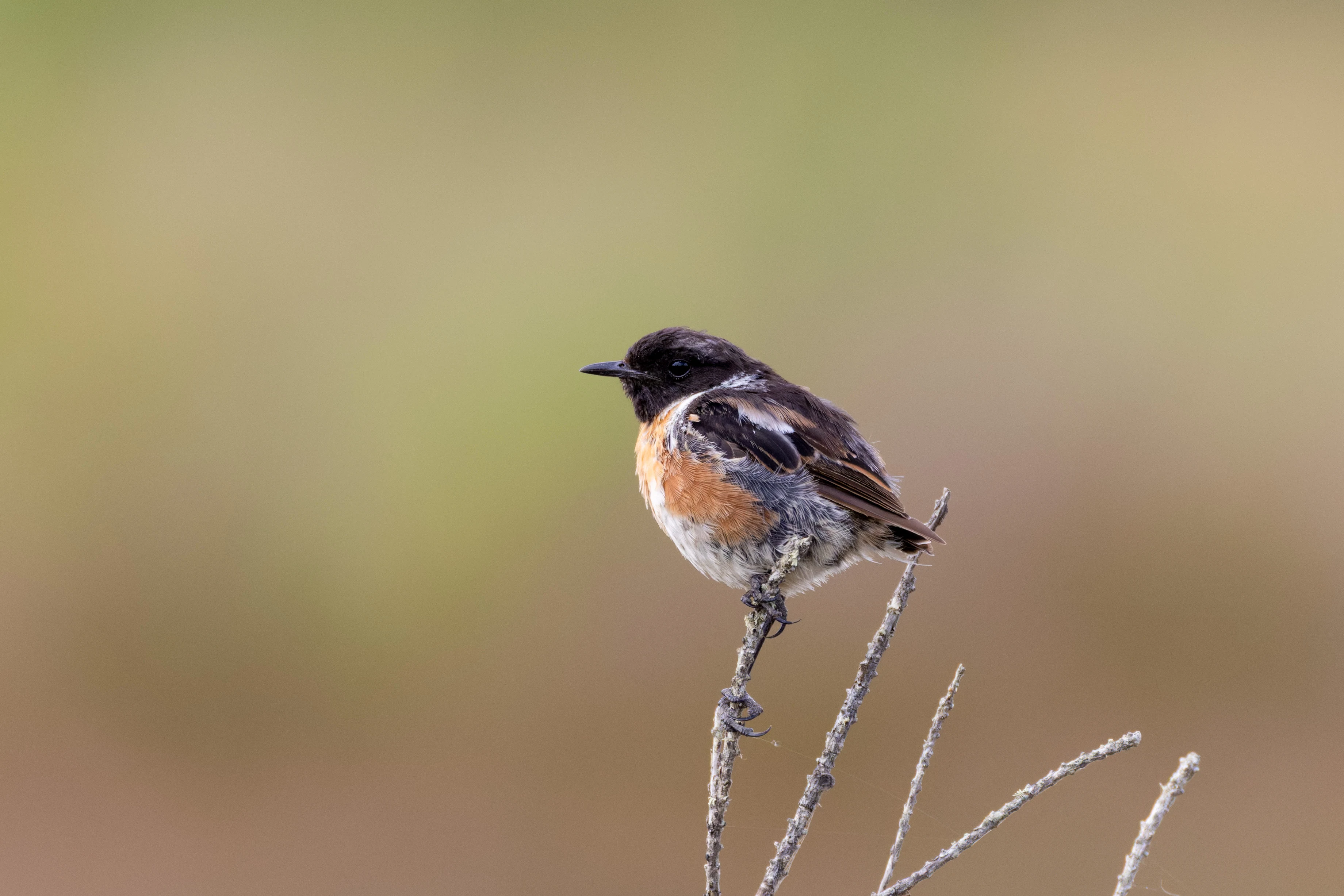 European Stonechat, West Sussex, UK — photo by Orlando Prugel-Bennett