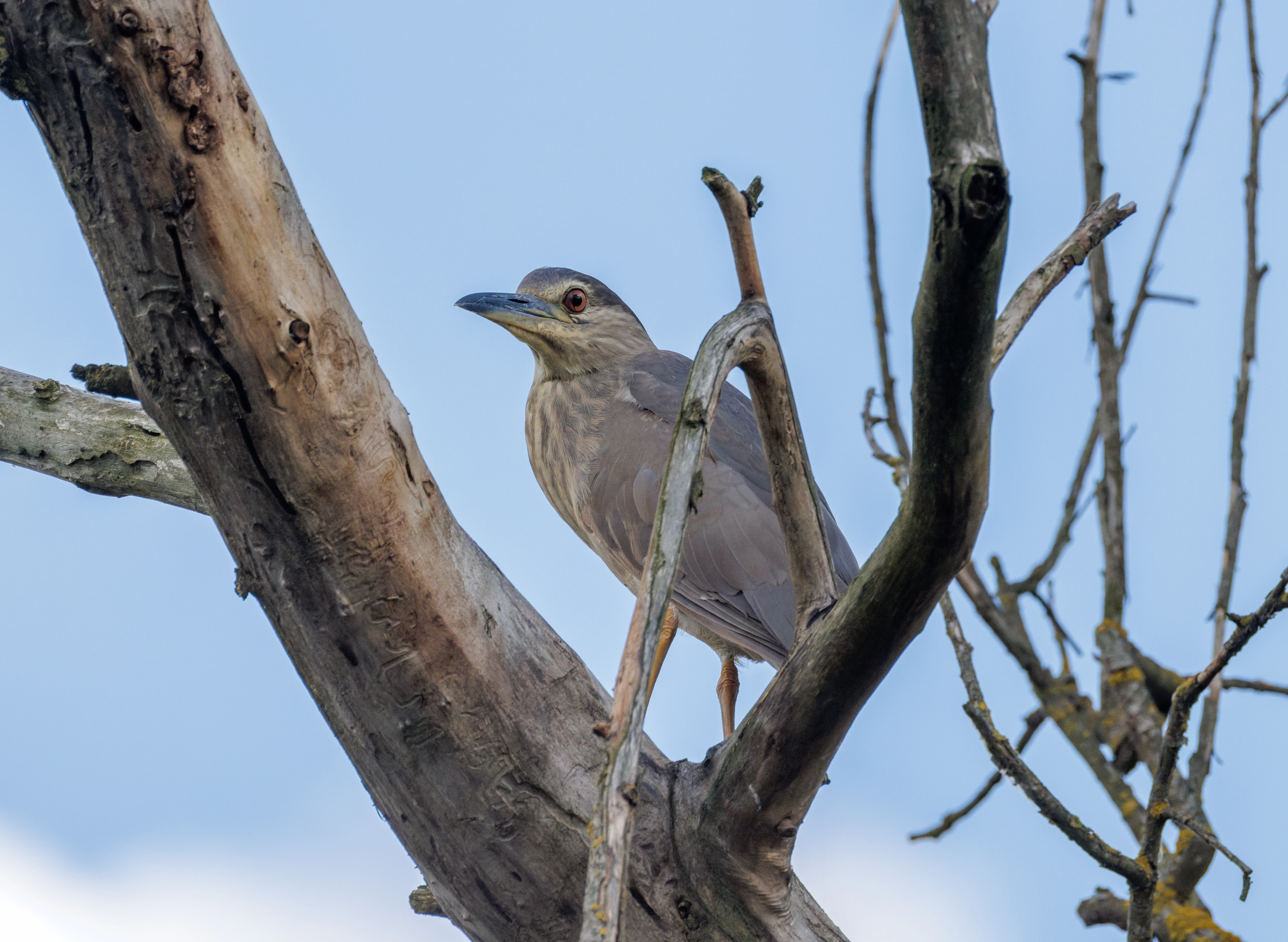 Black-crowned Night Heron, Danube Delta, Romania — photo by Orlando Prugel-Bennett