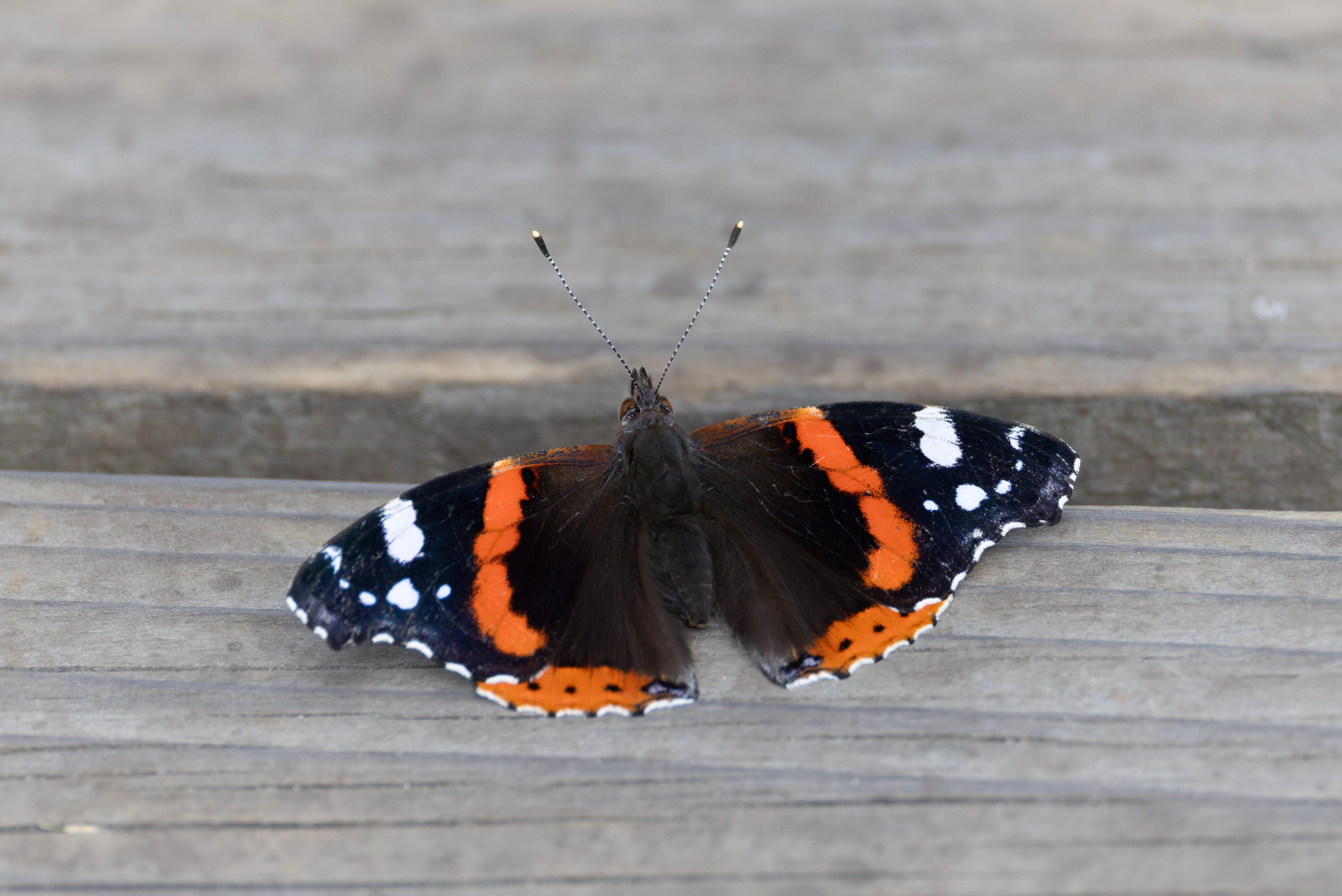 Red Admiral, West Sussex, UK — photo by Orlando Prugel-Bennett