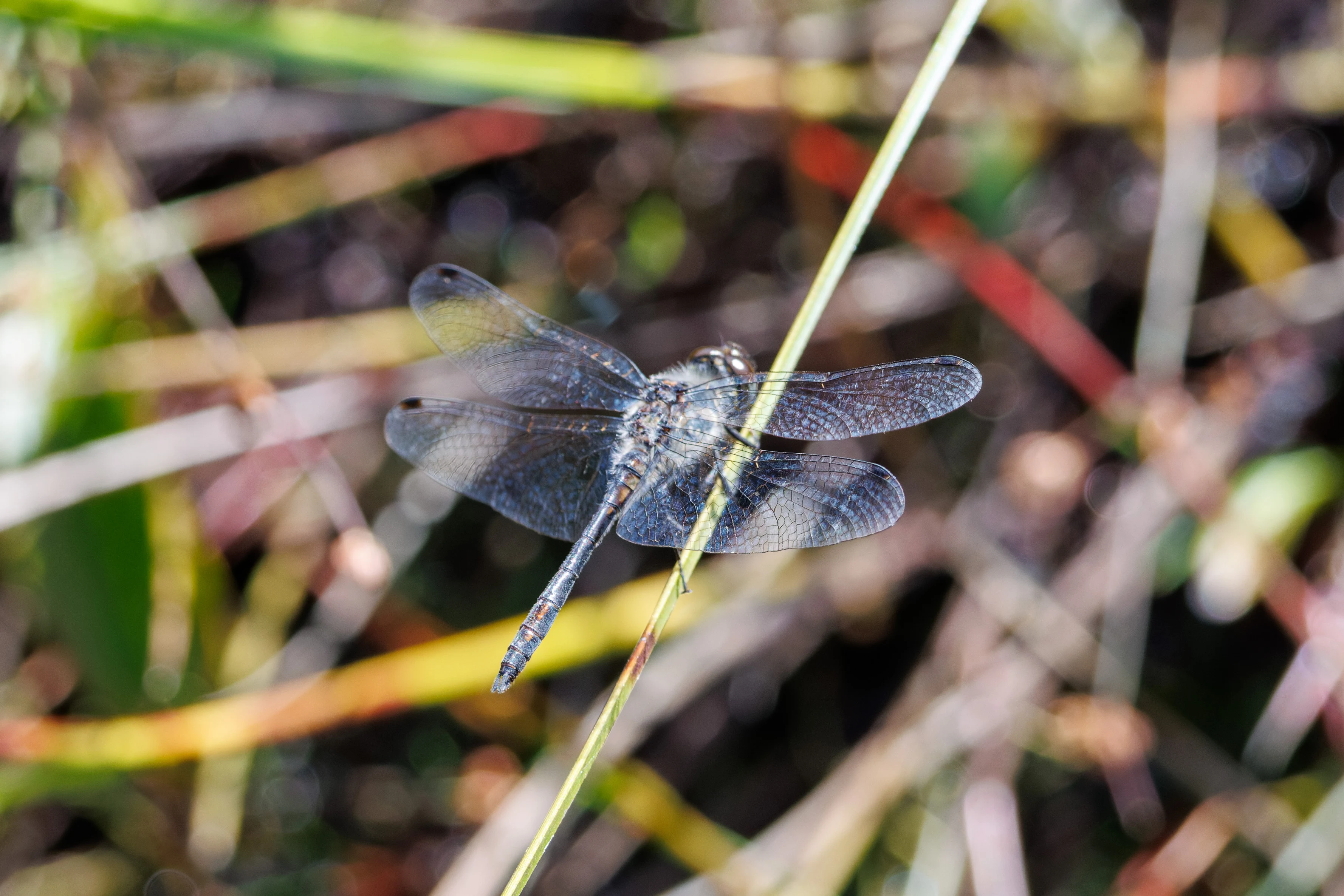 Black Darter, West Sussex, UK — photo by Orlando Prugel-Bennett