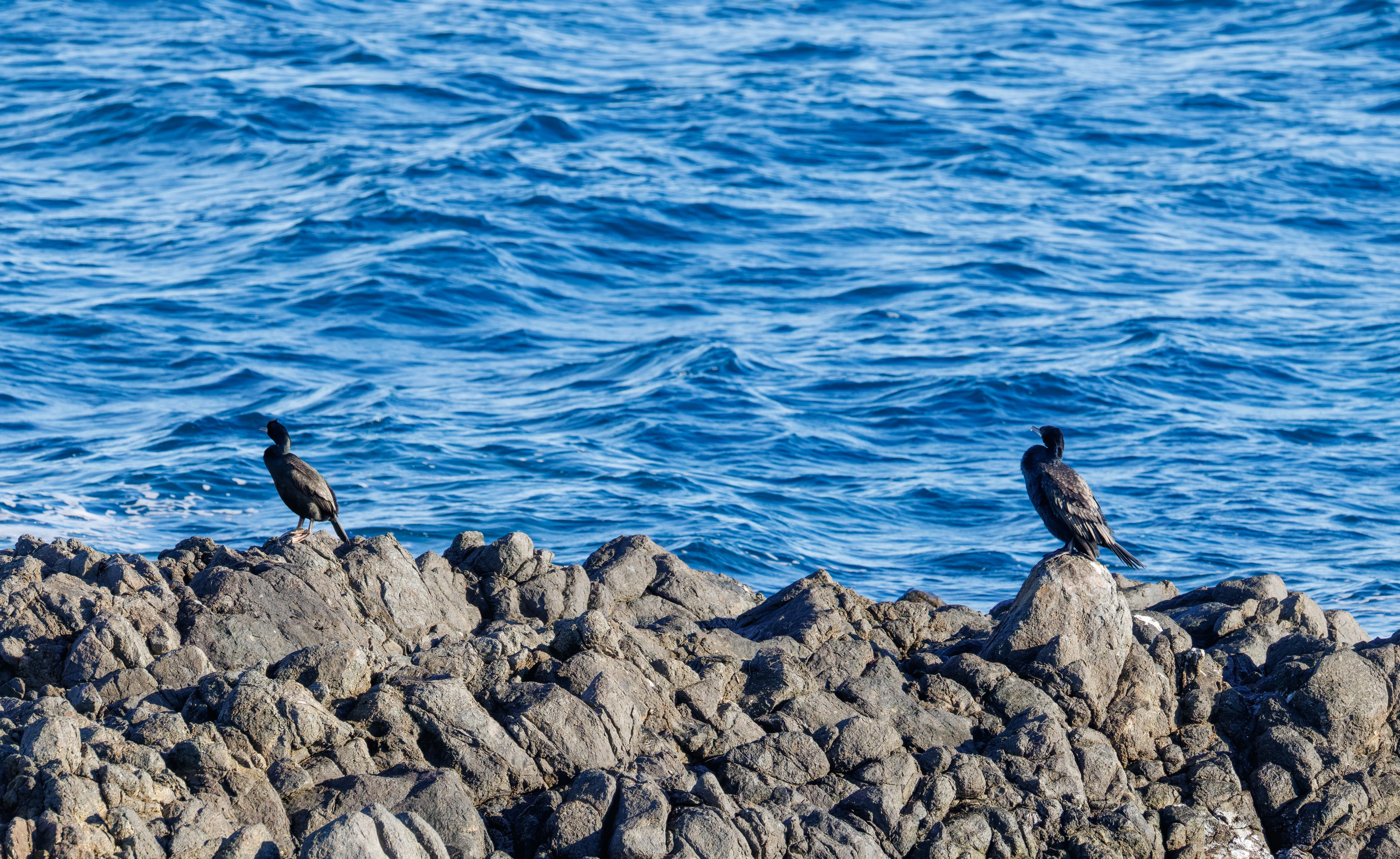 Shag and Cormorant, Tabarca, Alicante, Spain — photo by Orlando Prugel-Bennett