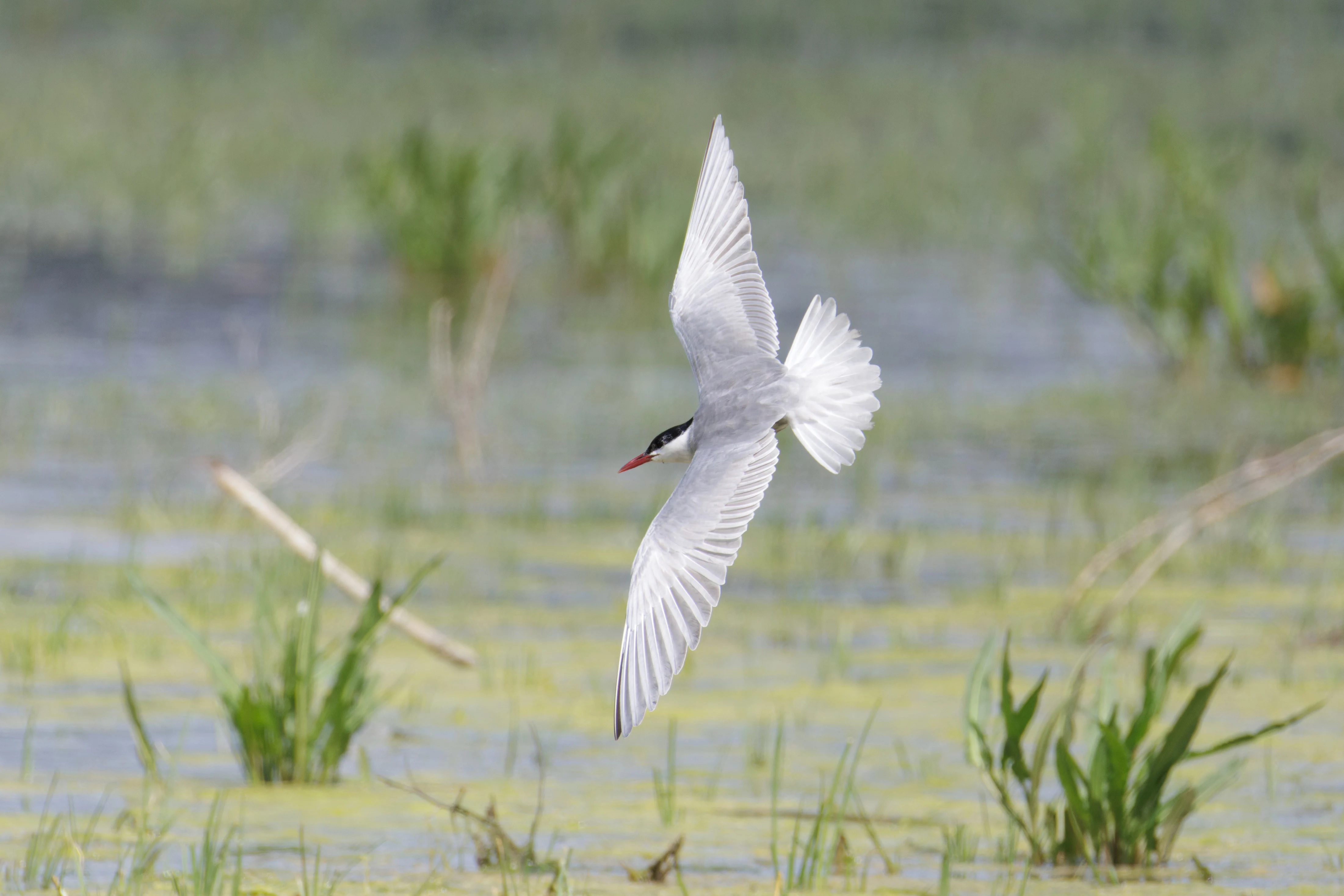 Whiskered Tern, Romania — photo by Orlando Prugel-Bennett
