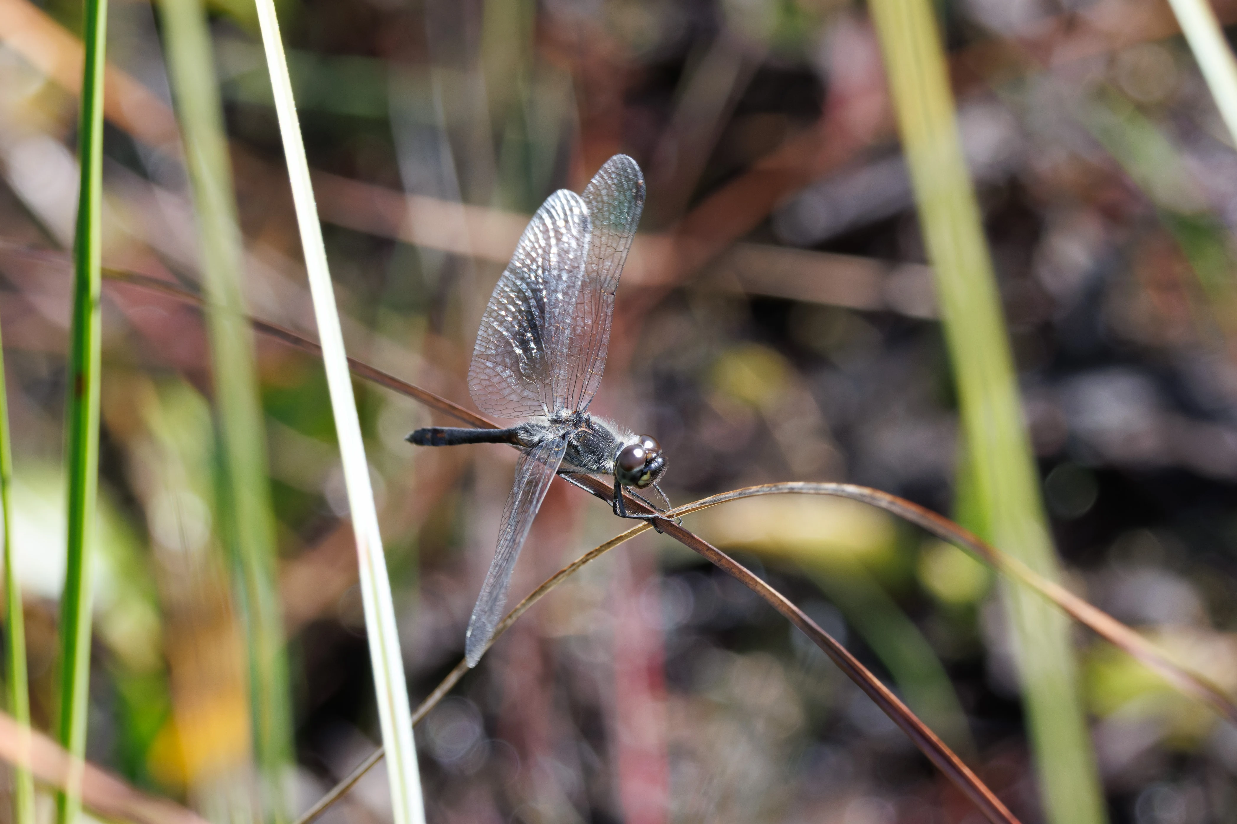 Black Darter, West Sussex, UK — photo by Orlando Prugel-Bennett