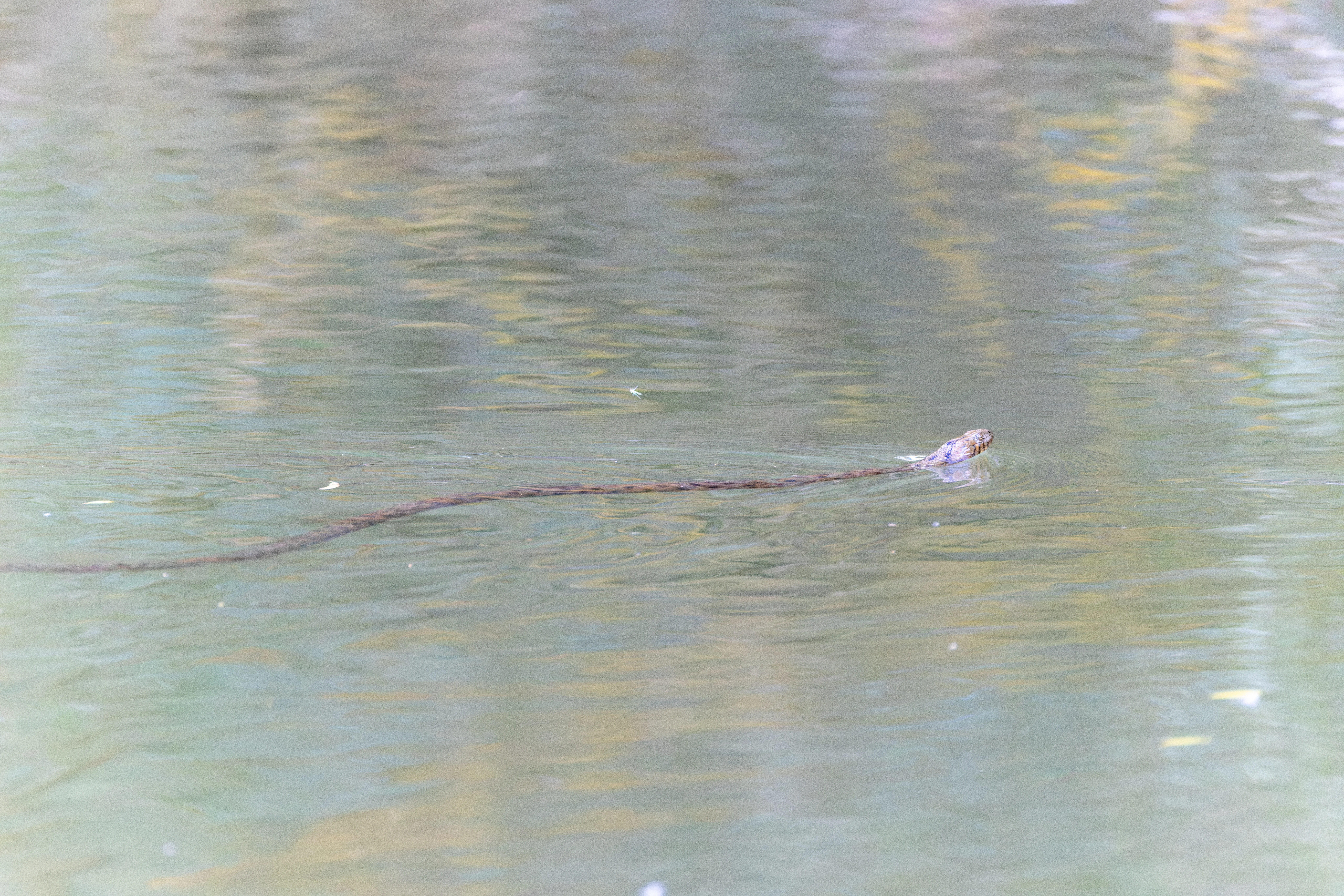Dice Snake, Danube Delta, Romania — photo by Orlando Prugel-Bennett