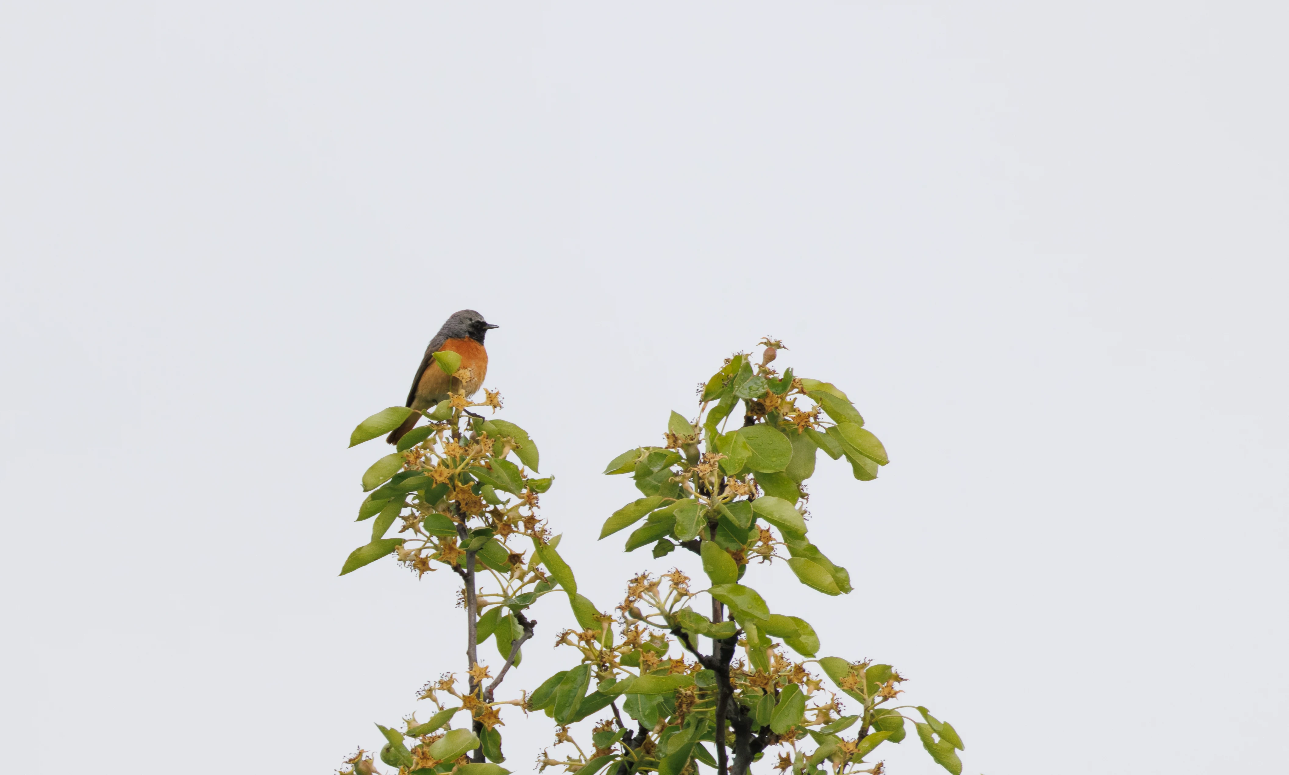 Common Redstart, Transylvania, Romania — photo by Orlando Prugel-Bennett